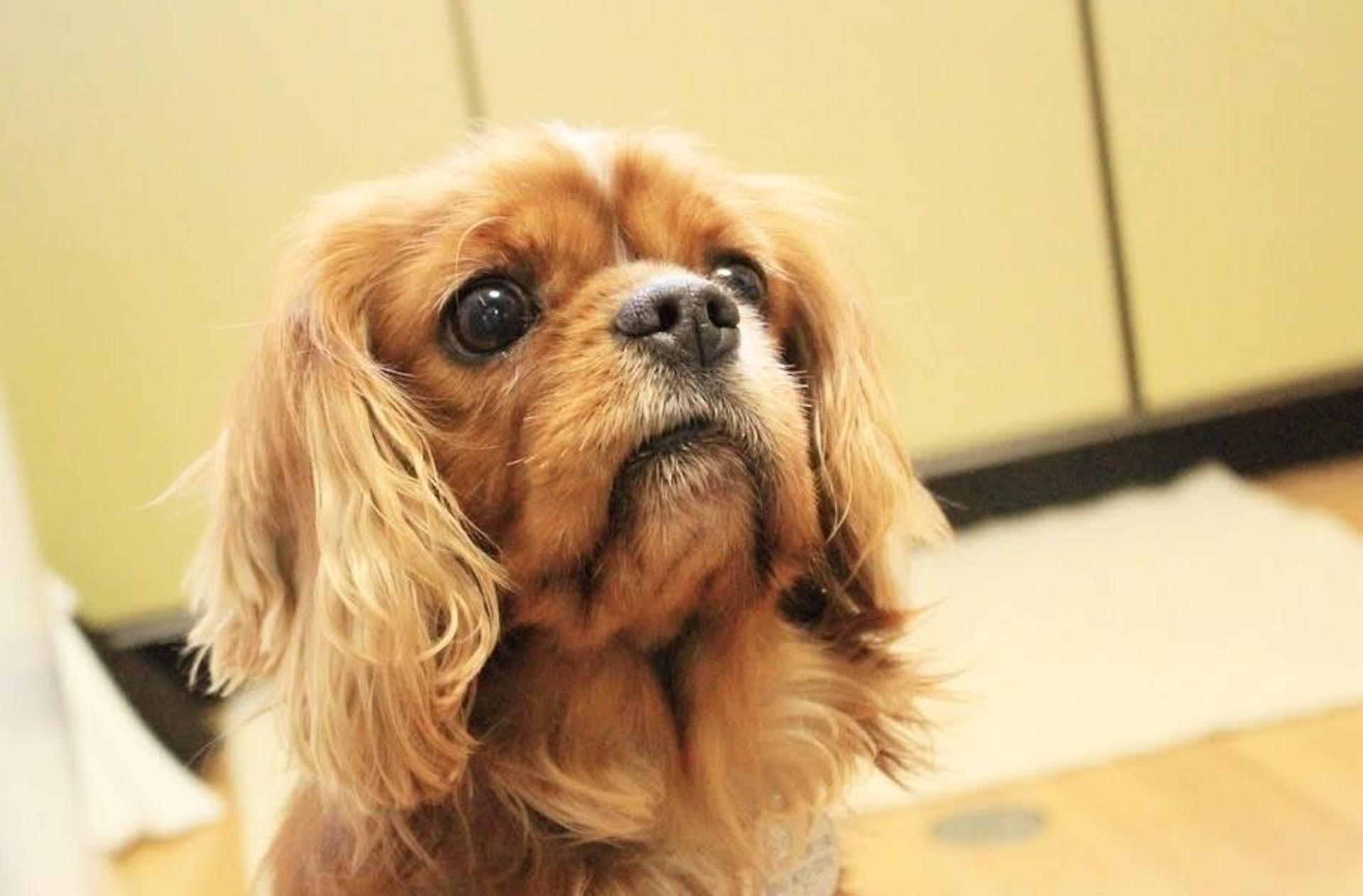 pet-image-4