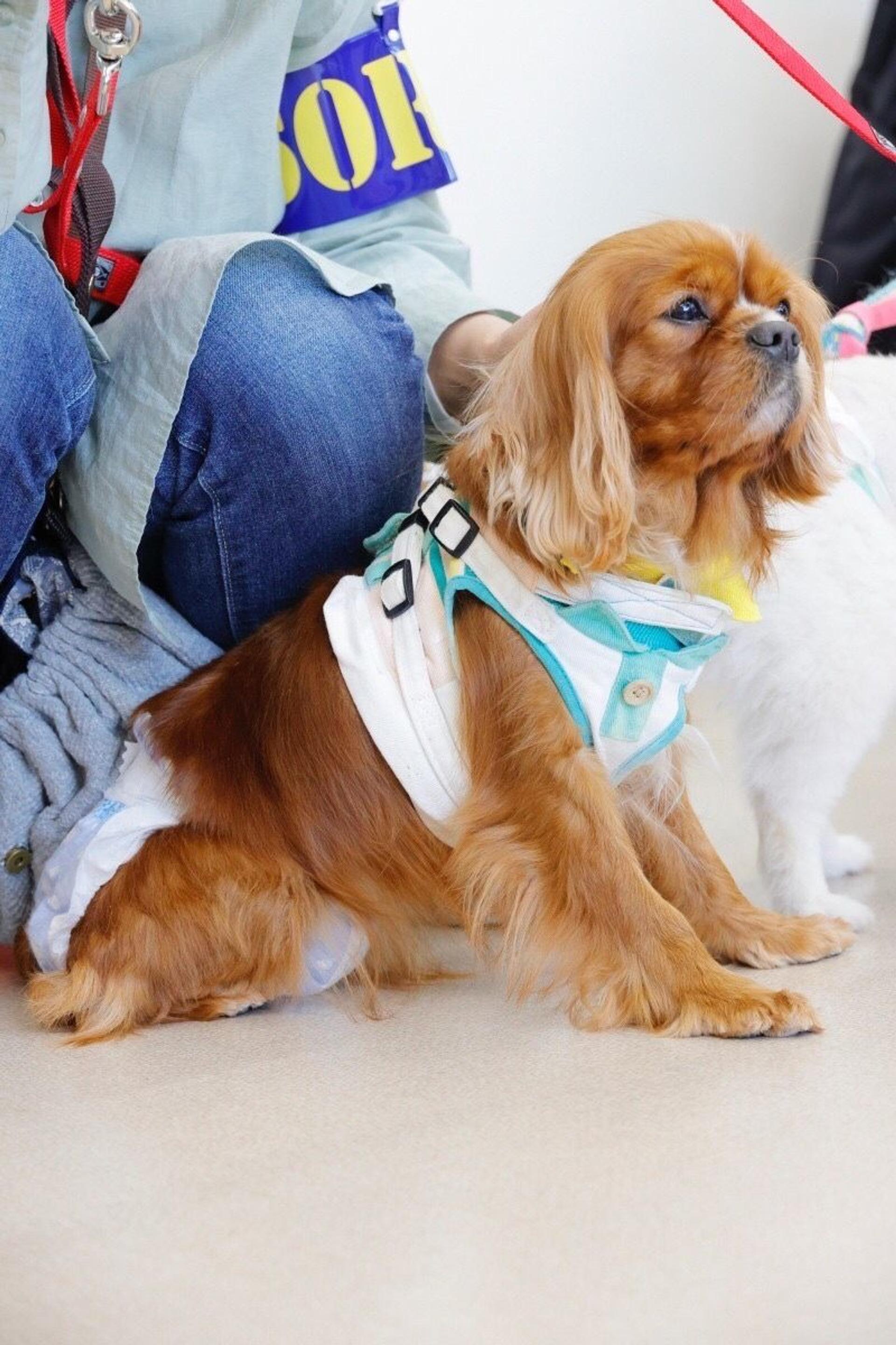 pet-image-5