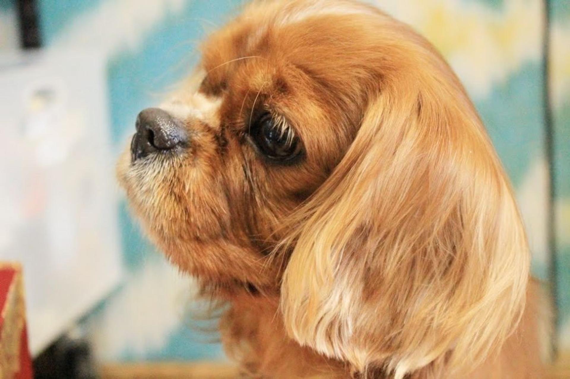 pet-image-6