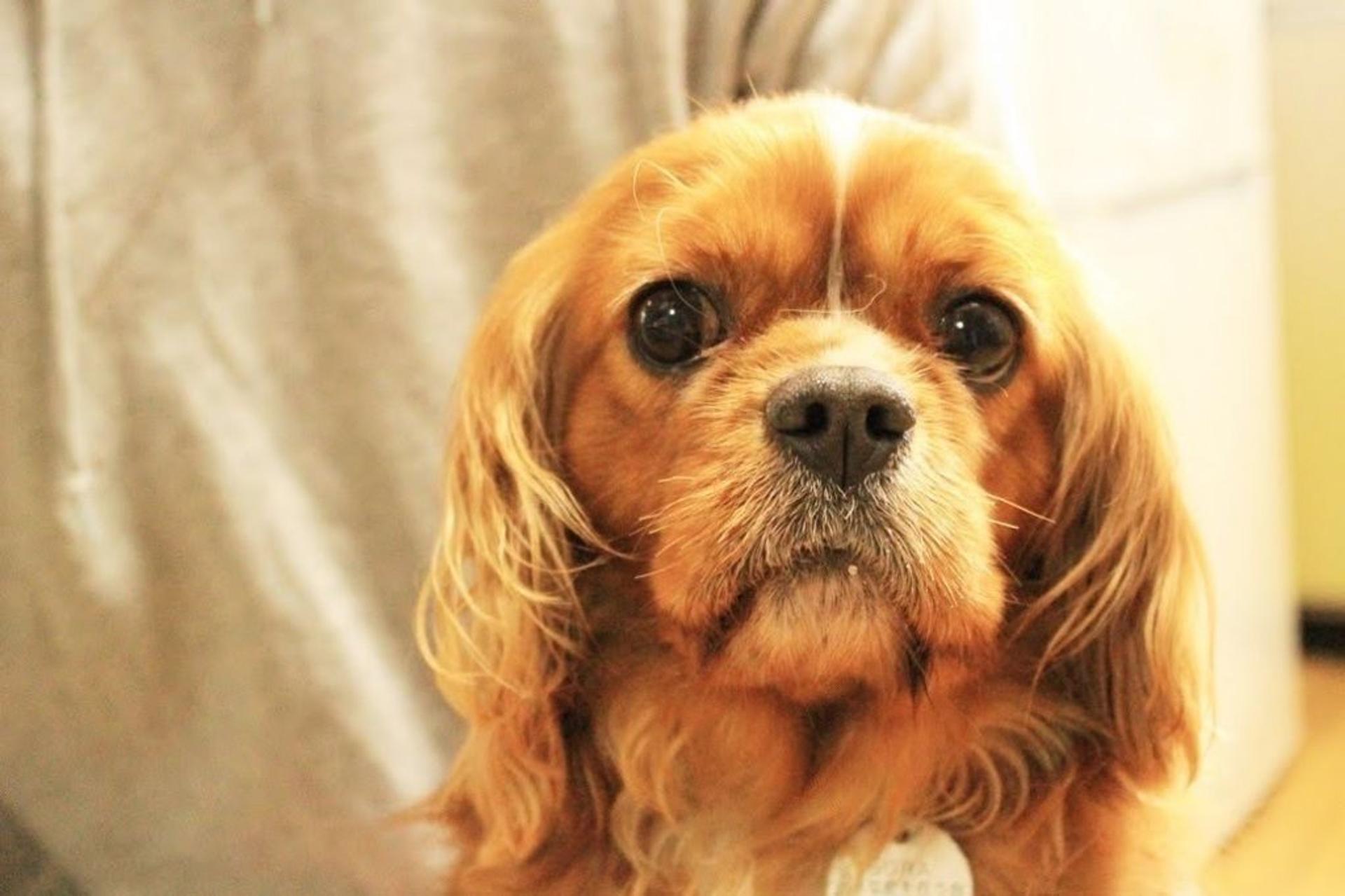 pet-image-7