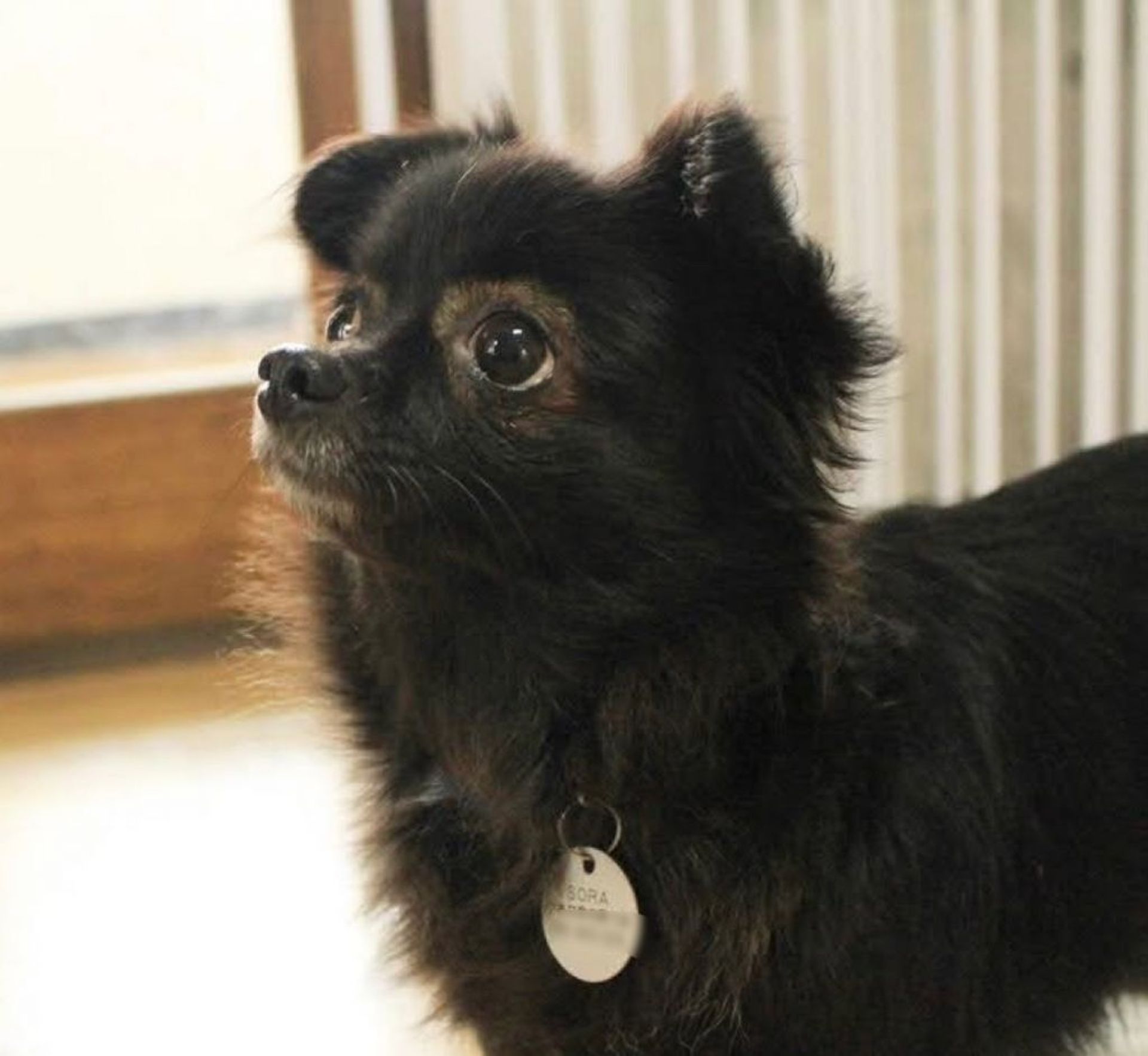 雑種（ミックス犬）・メスの里親募集の写真