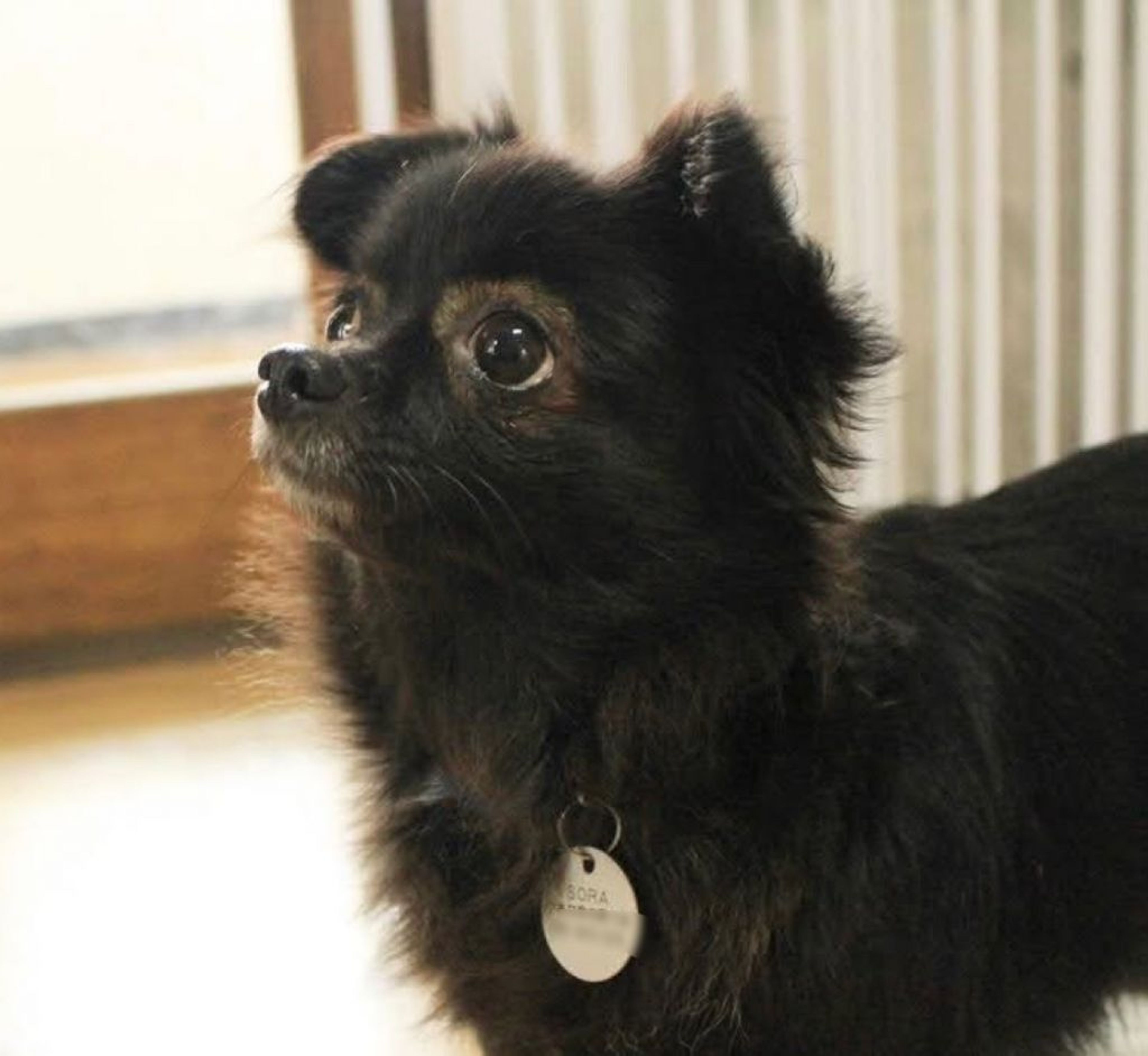 雑種（ミックス犬）・メスの里親募集の写真