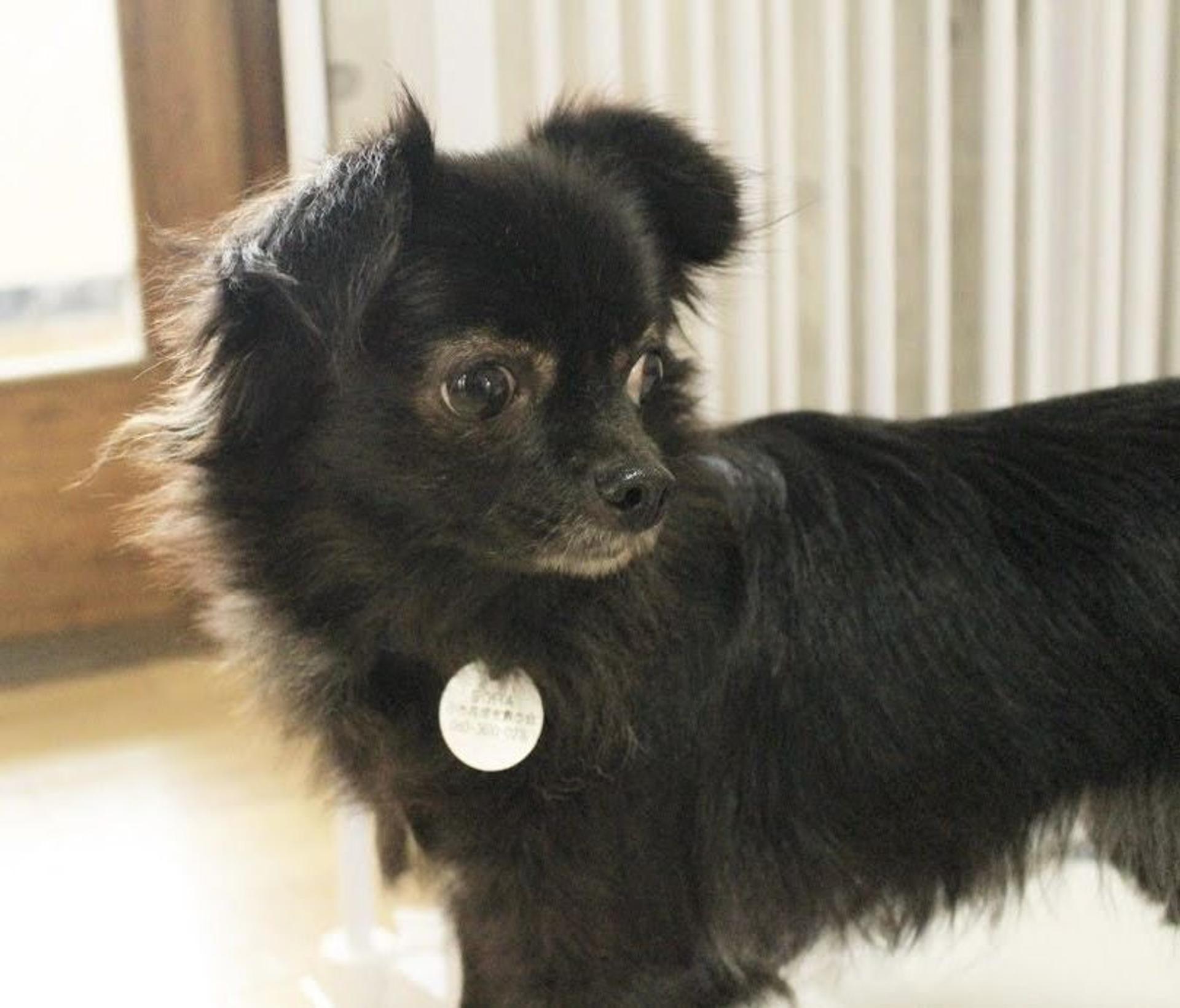 pet-image-4