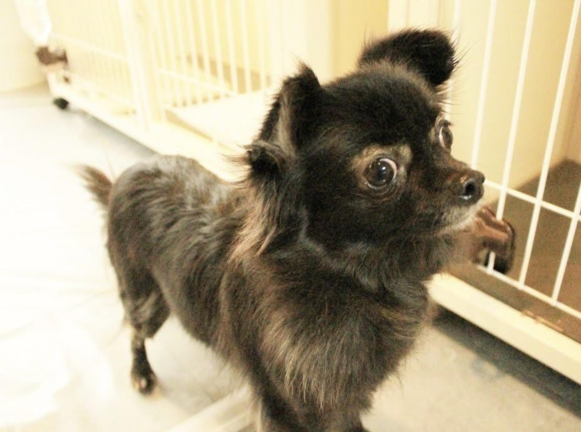 pet-image-5