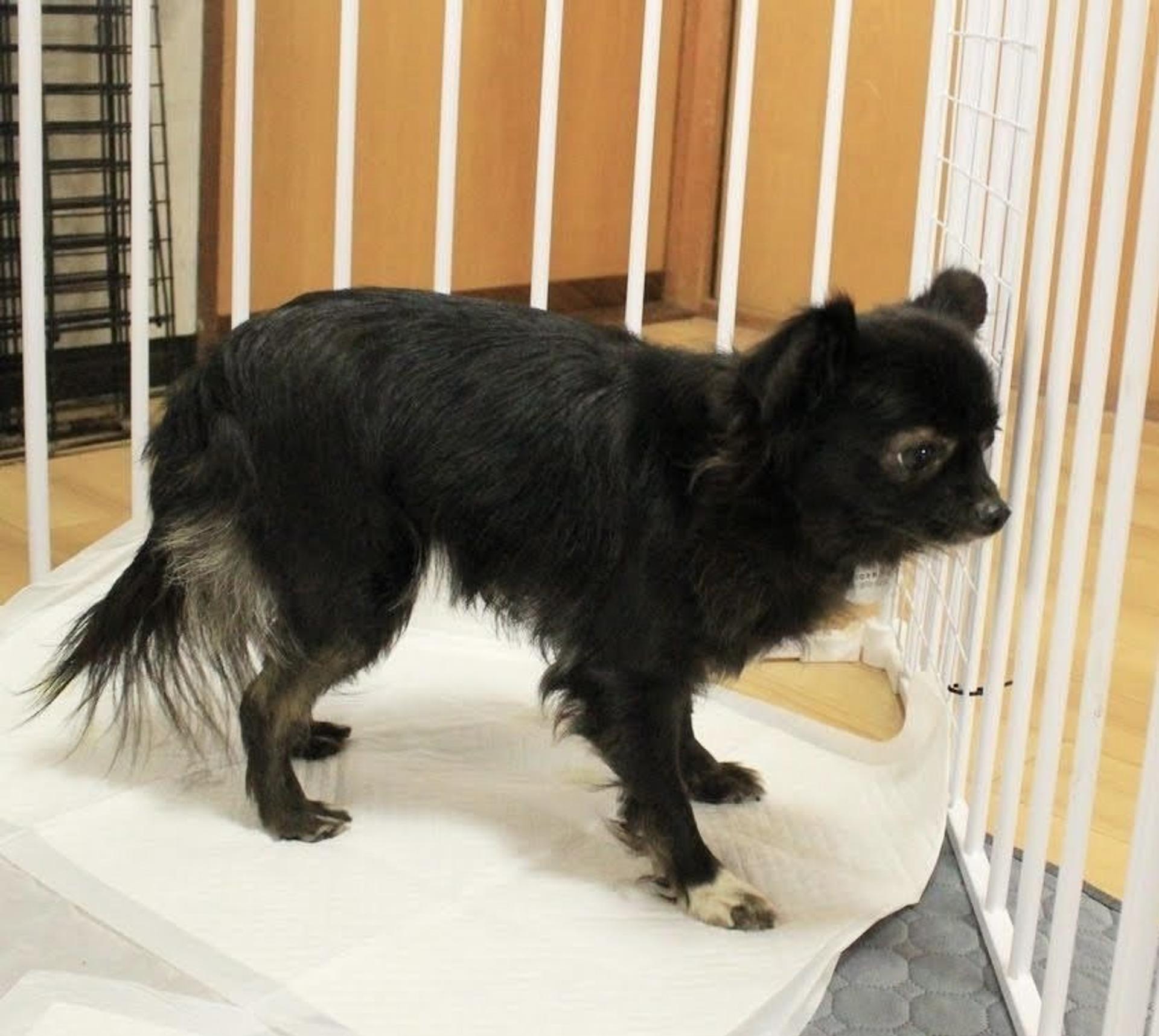 pet-image-7