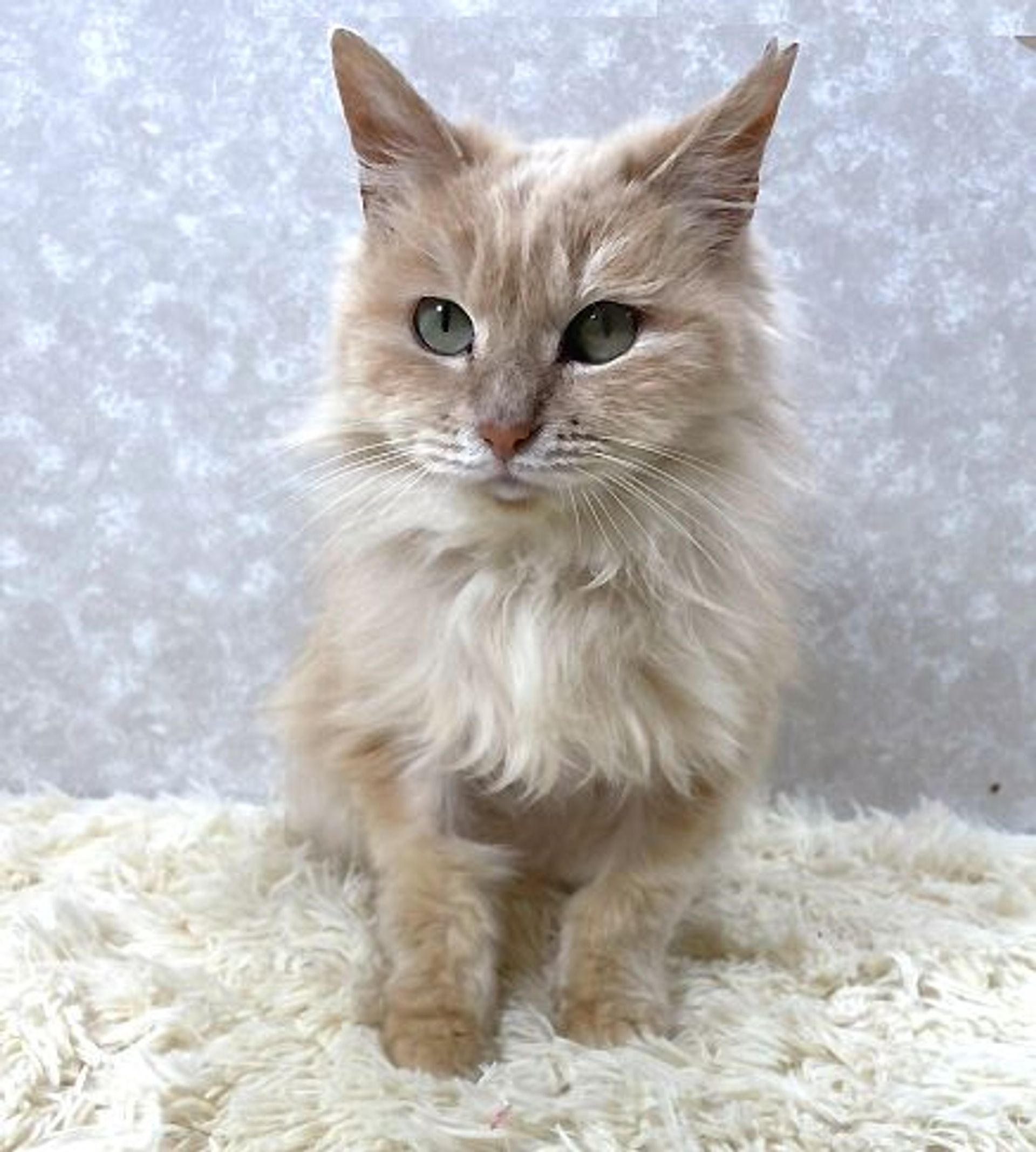 雑種（ミックス猫）・メスの里親募集の写真