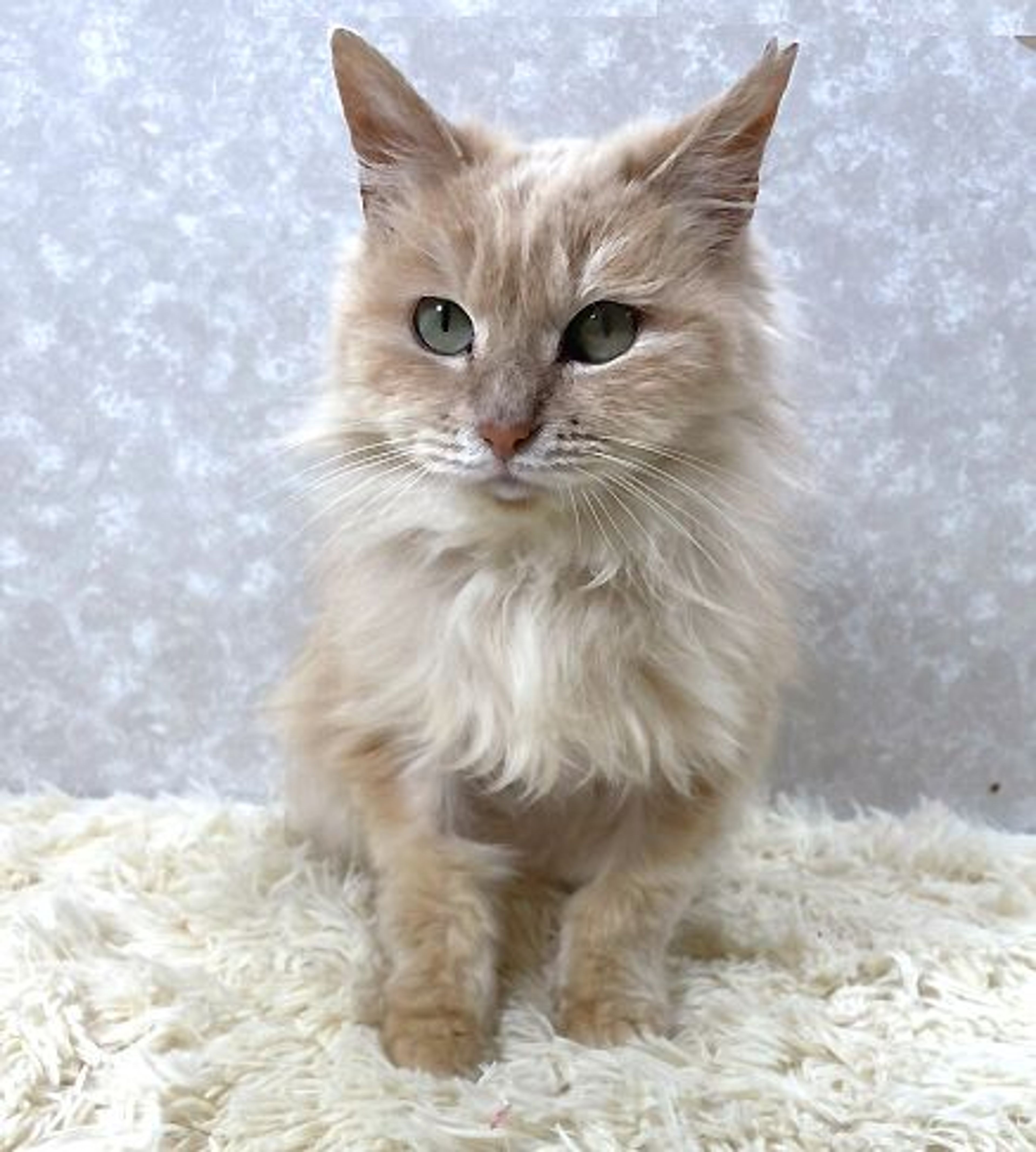 雑種（ミックス猫）・メスの里親募集の写真
