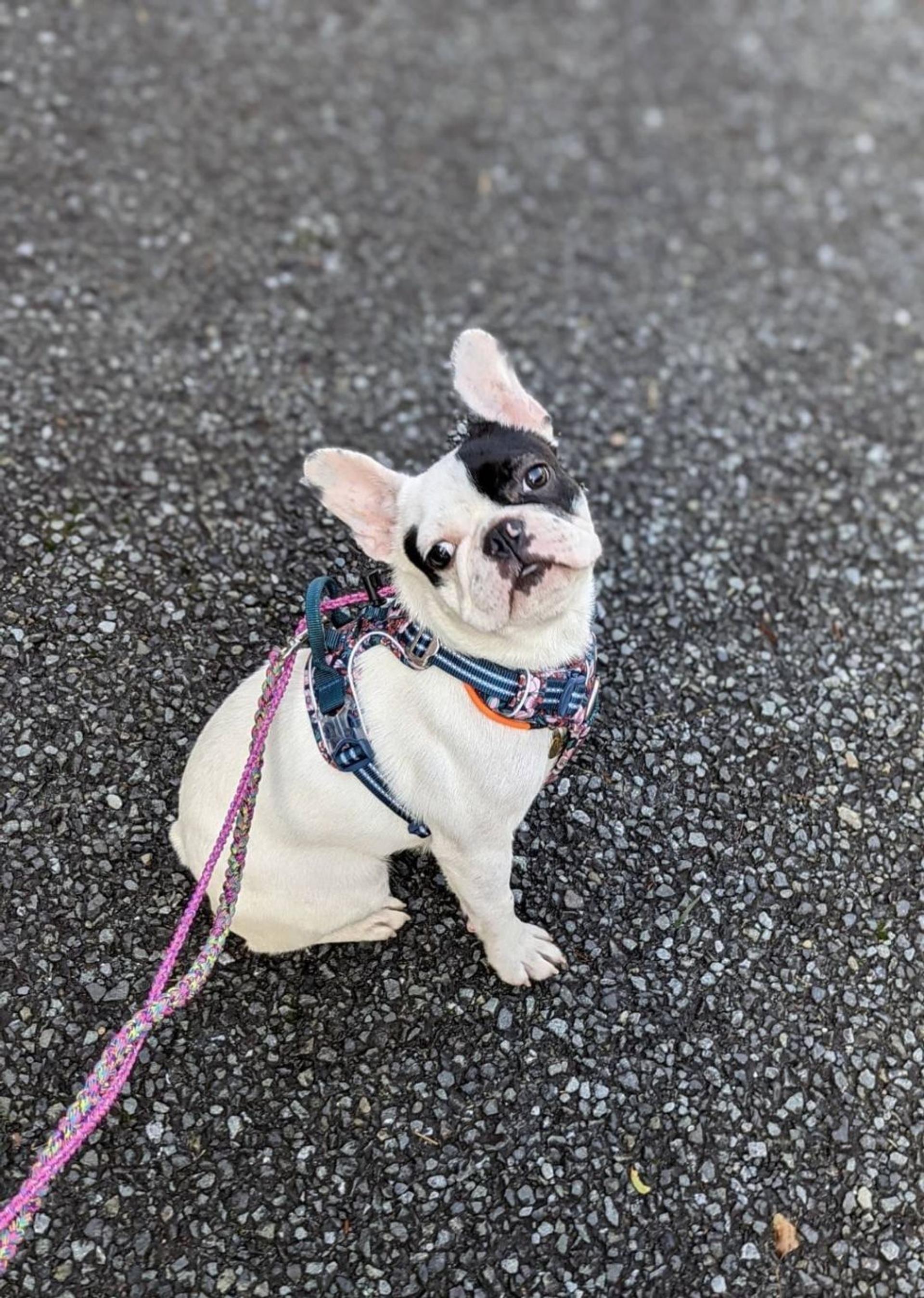 pet-image-2