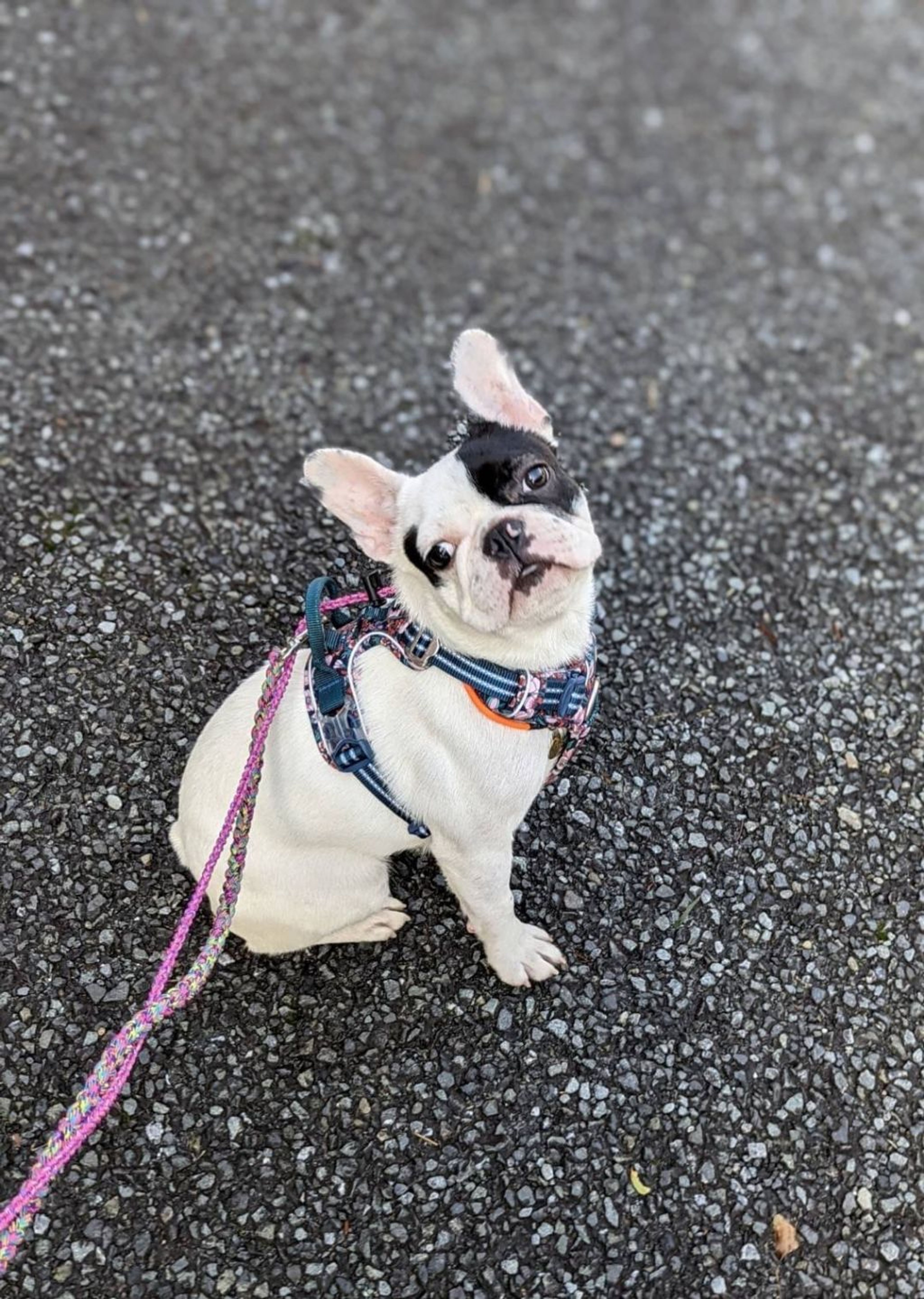 pet-image-2