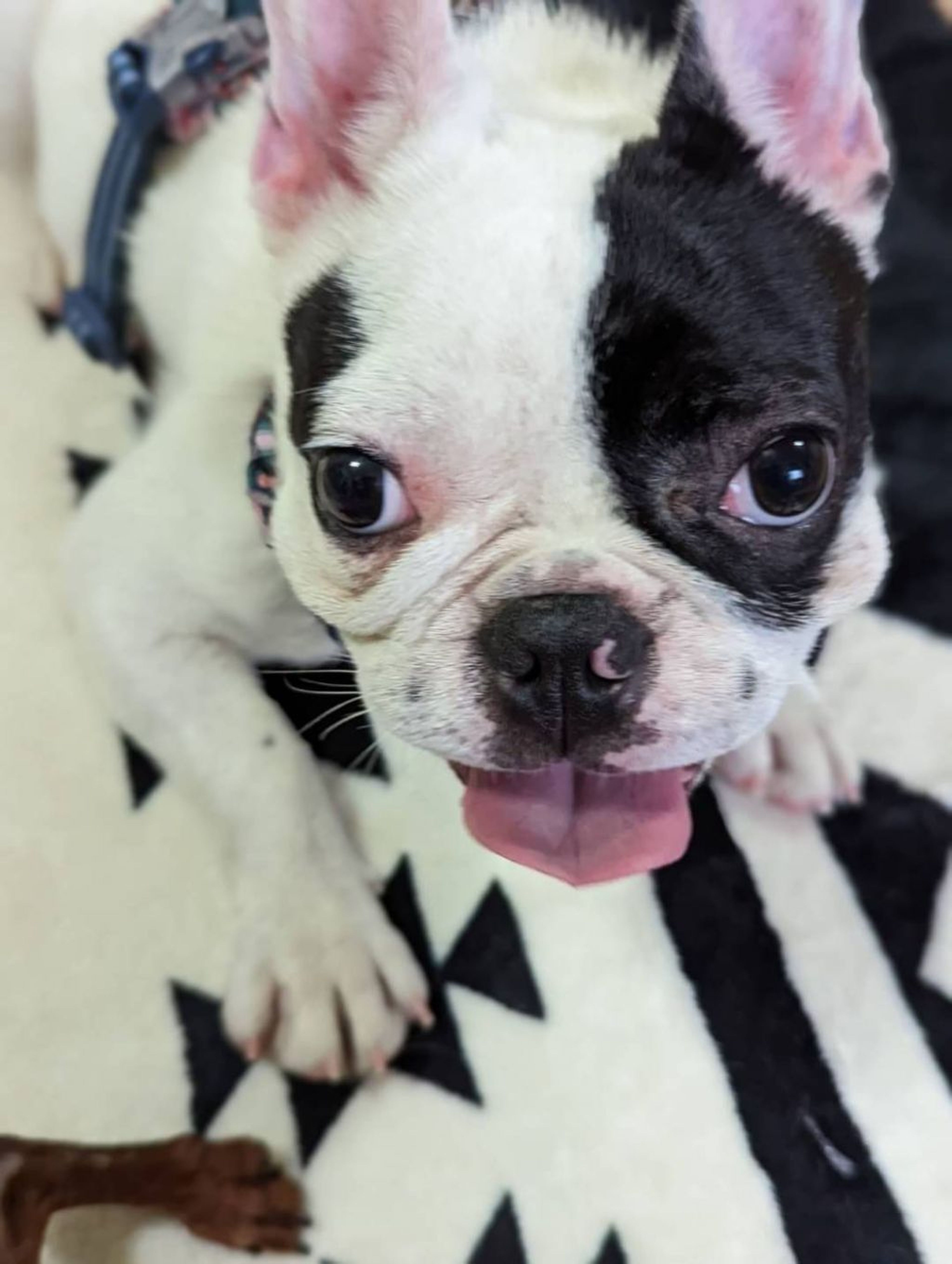 pet-image-4
