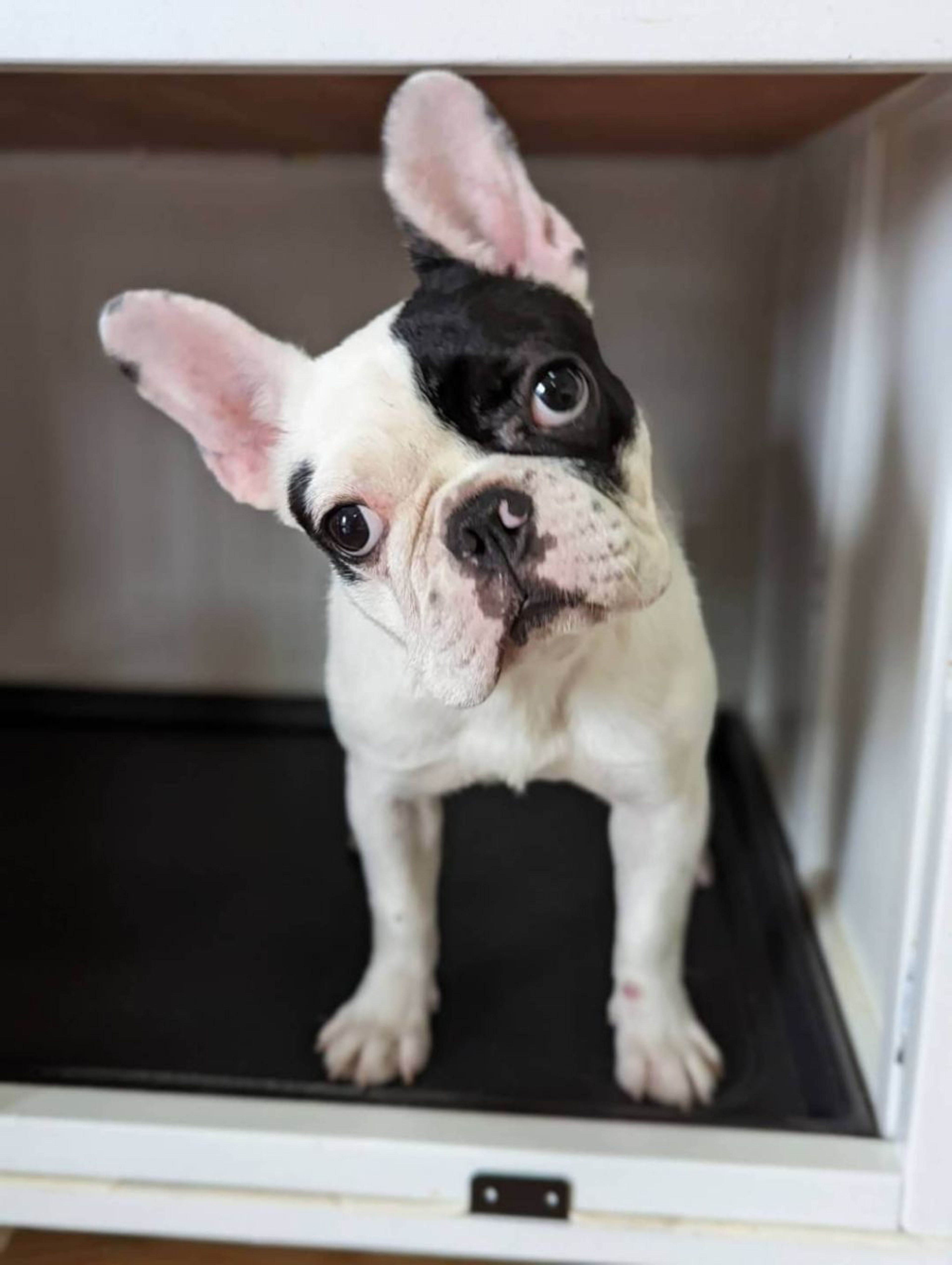 pet-image-5