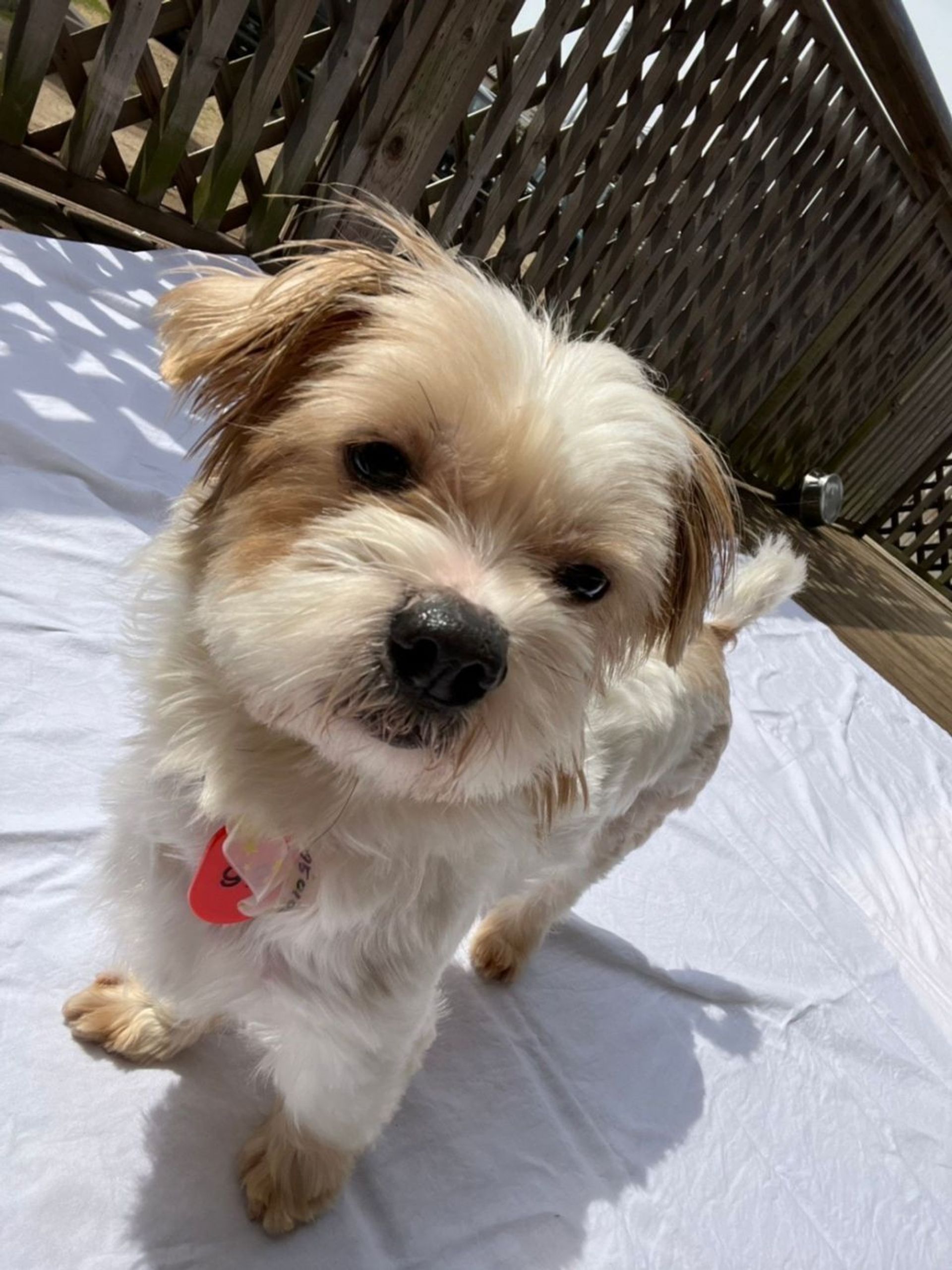 雑種（ミックス犬）・オスの里親募集の写真