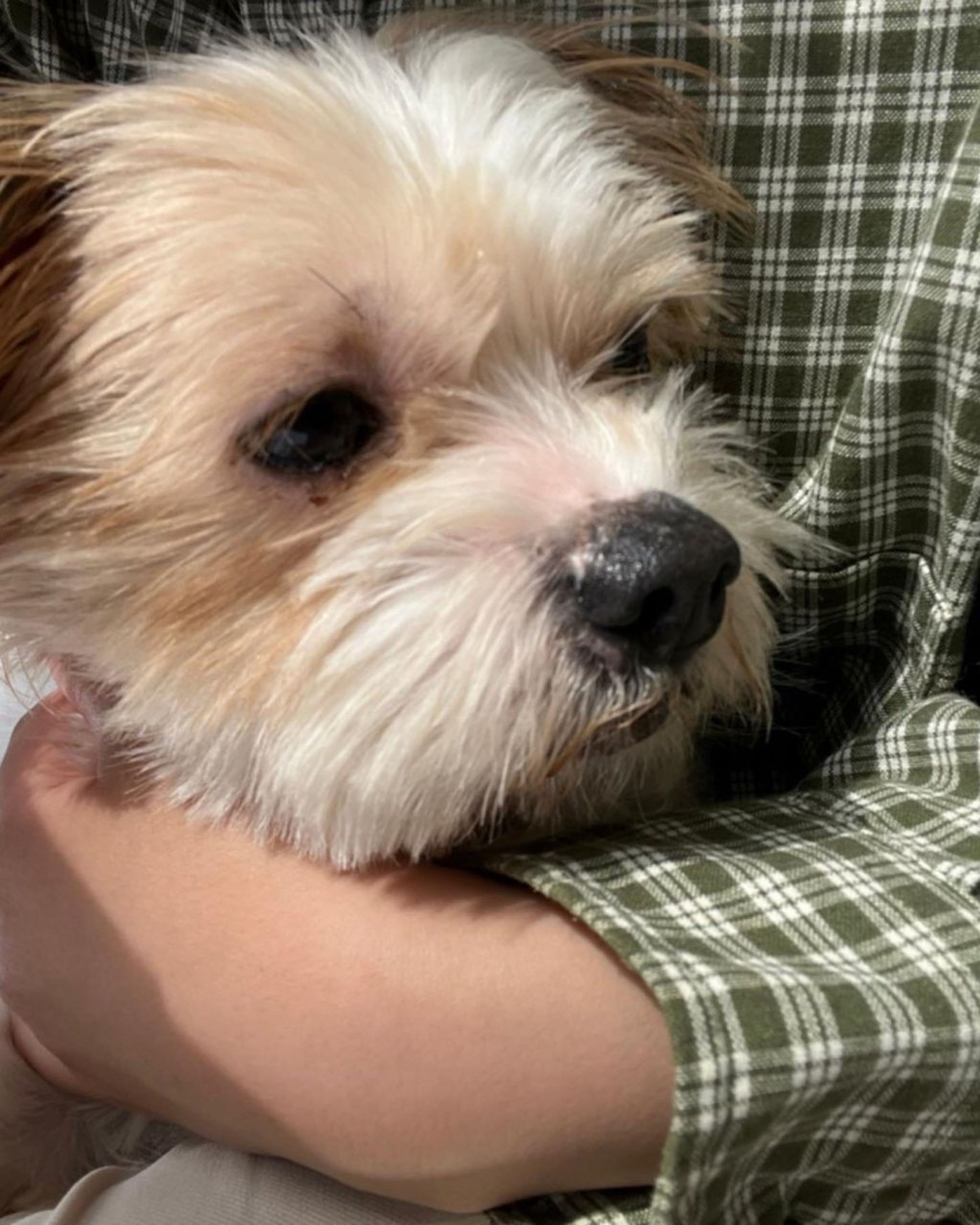 pet-image-3