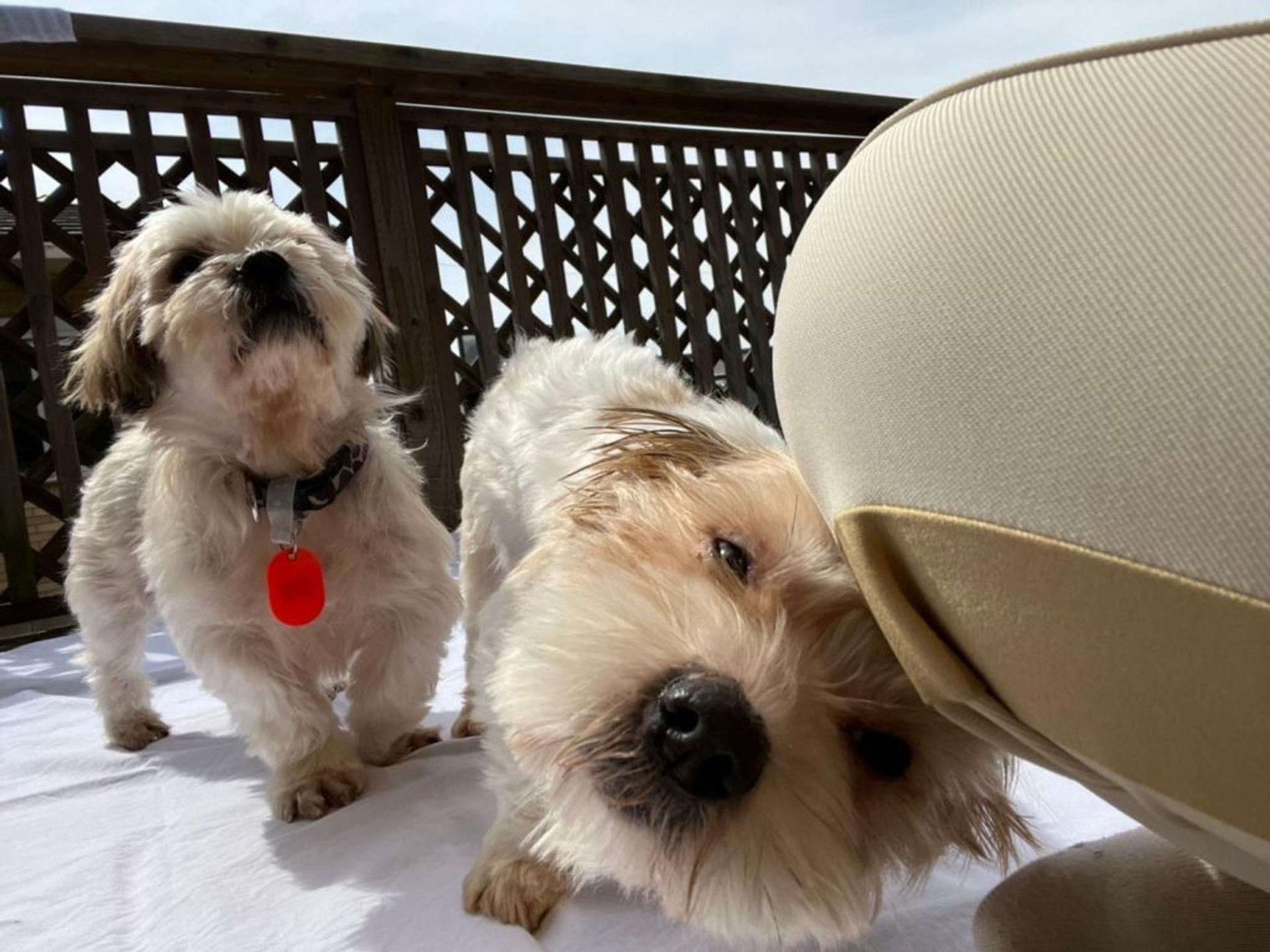 pet-image-4