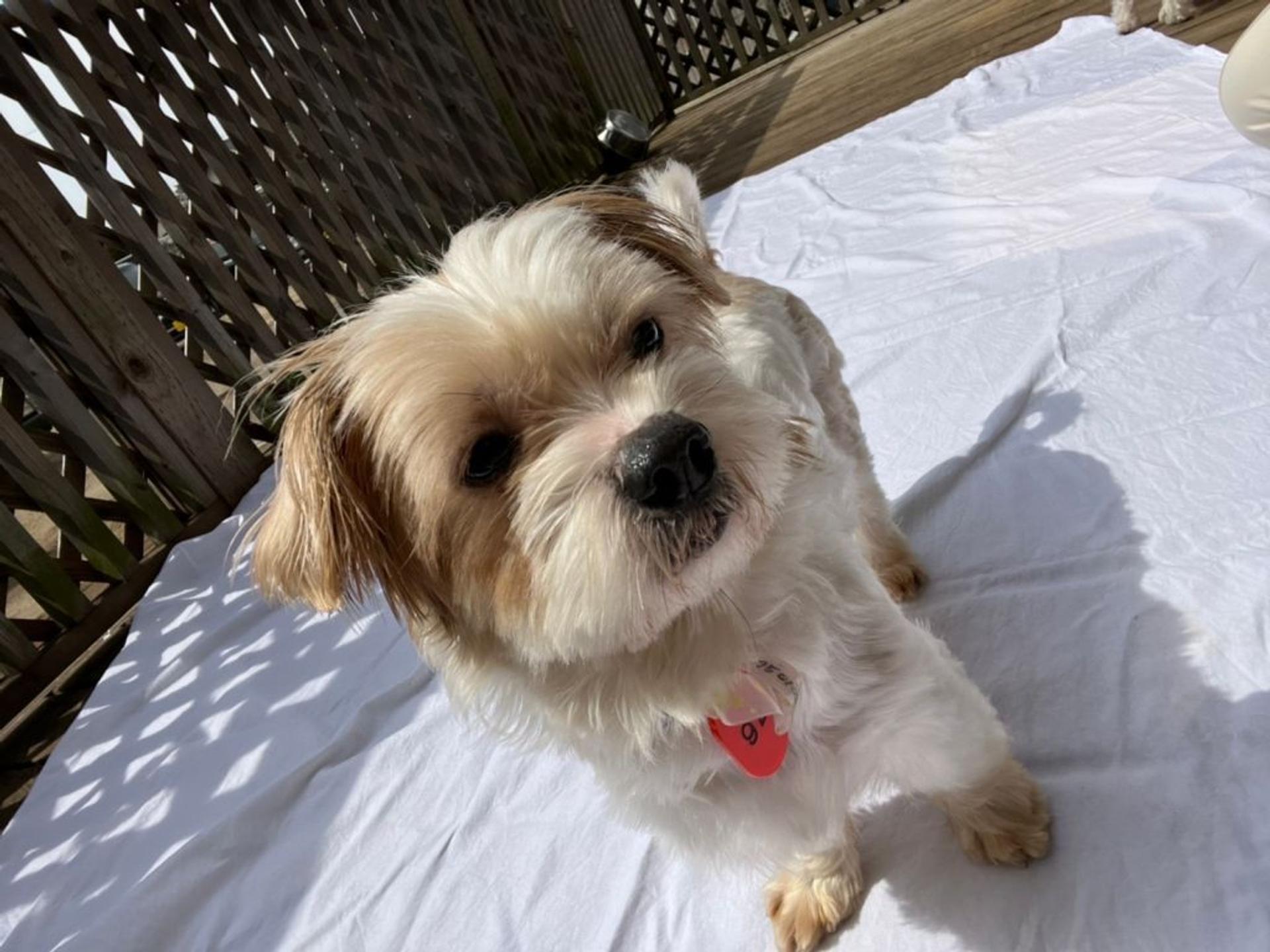 pet-image-5
