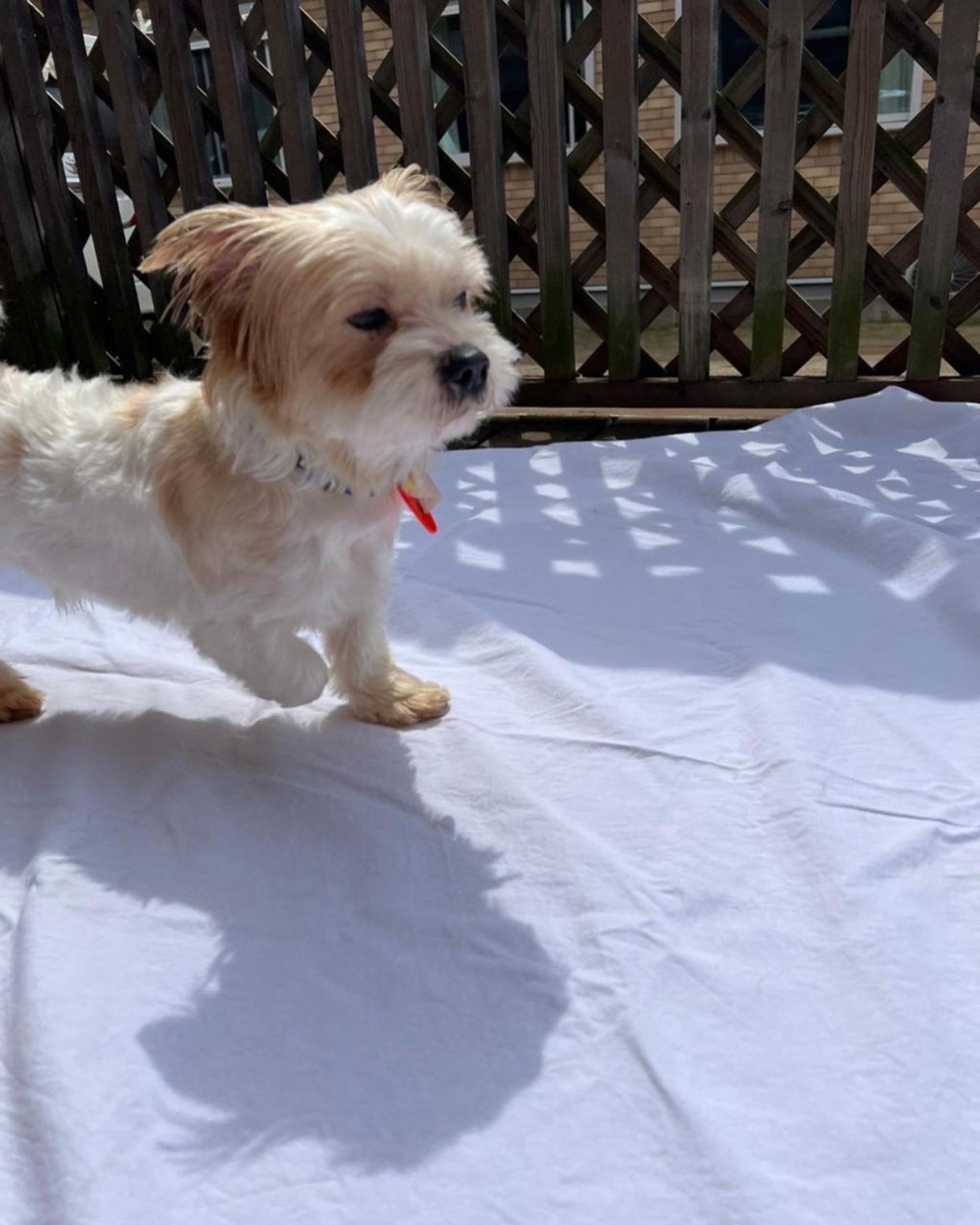 pet-image-6