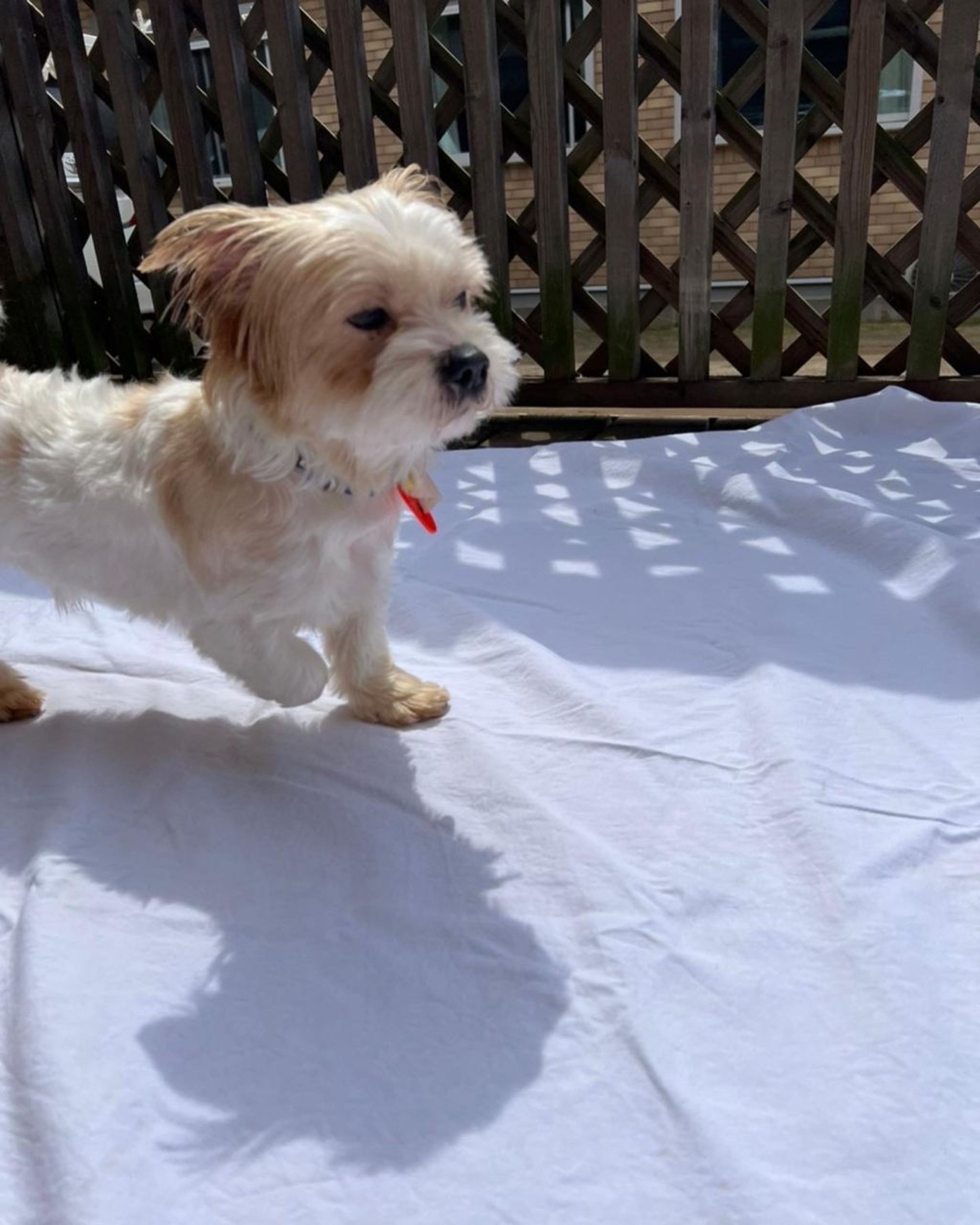 pet-image-6