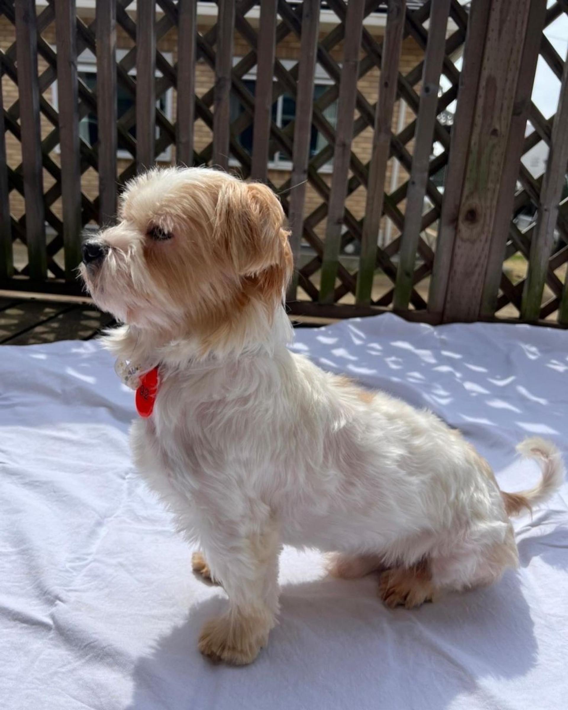 pet-image-7