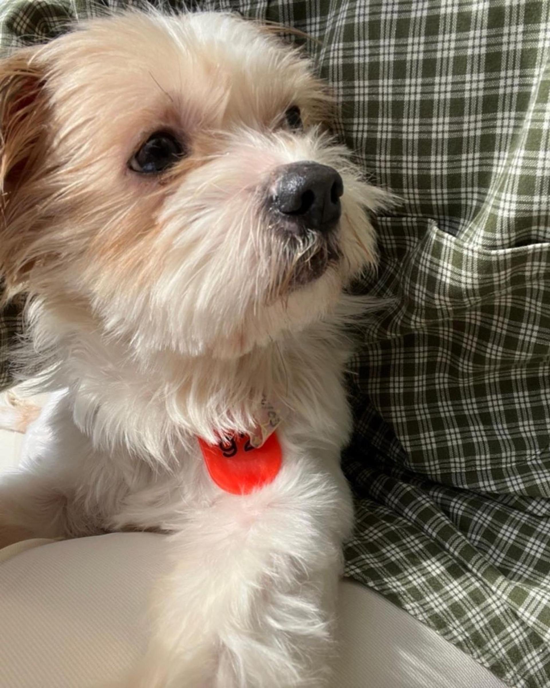 pet-image-8