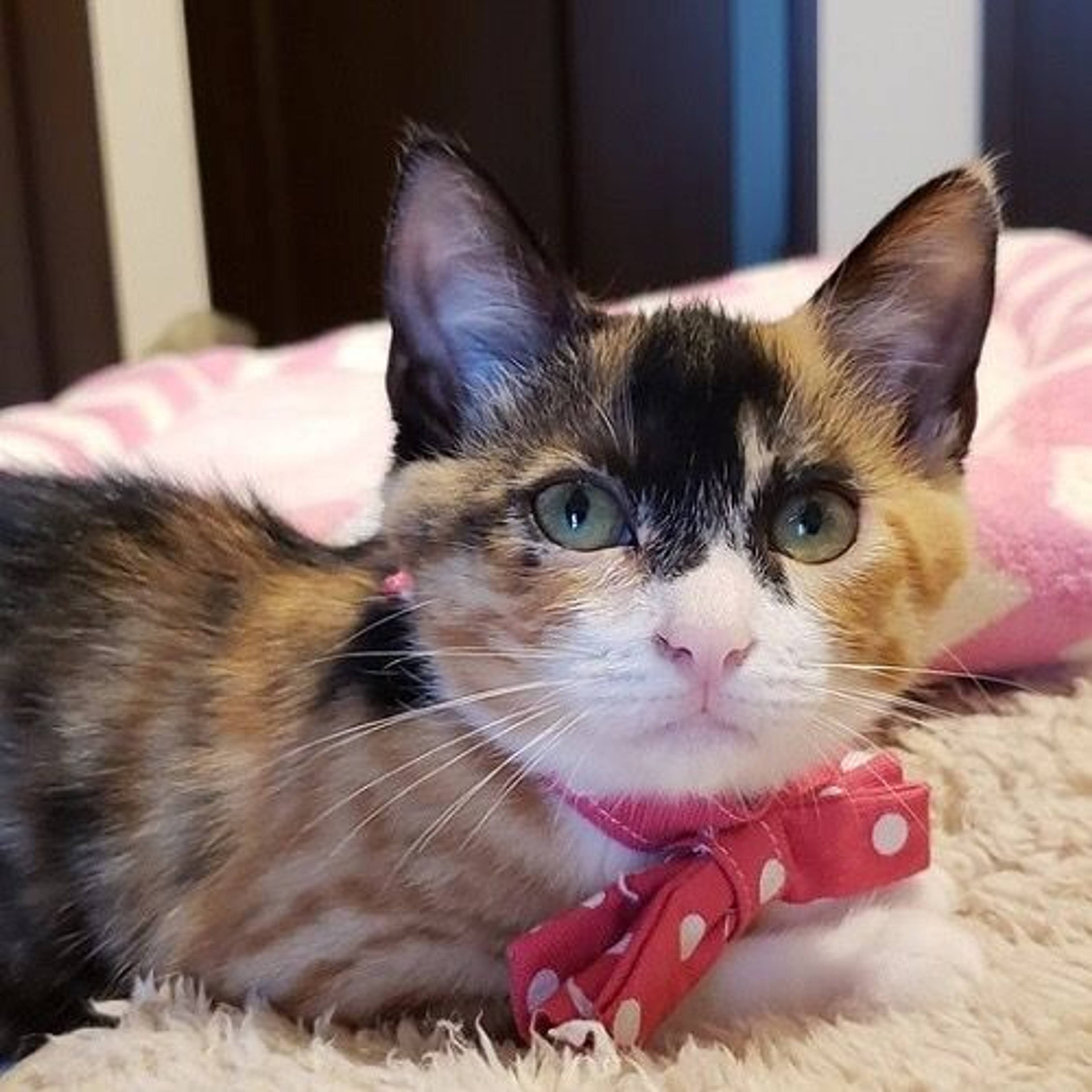 雑種（ミックス猫）・メスの里親募集の写真