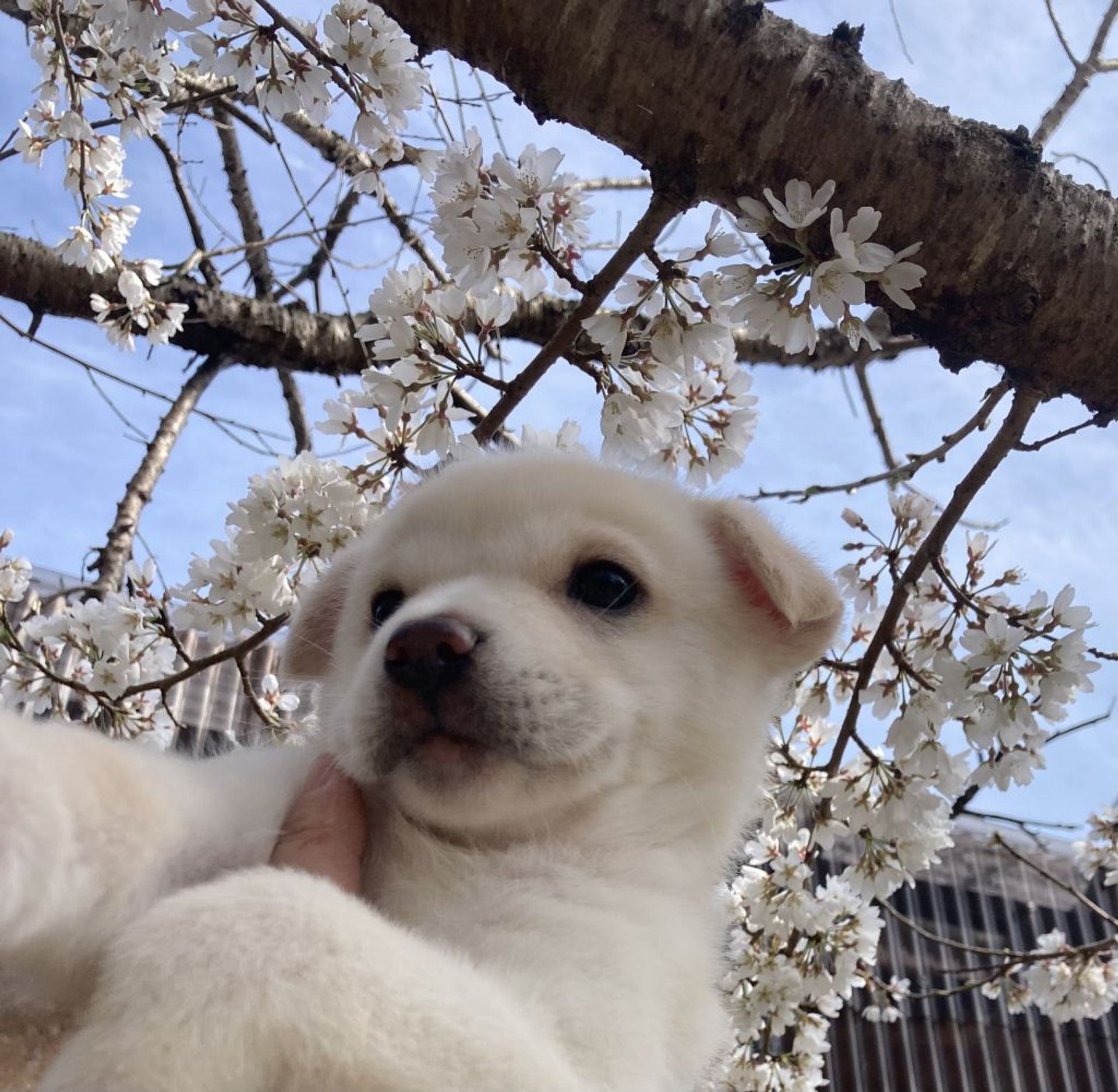 雑種（ミックス犬）・メスの里親募集の写真