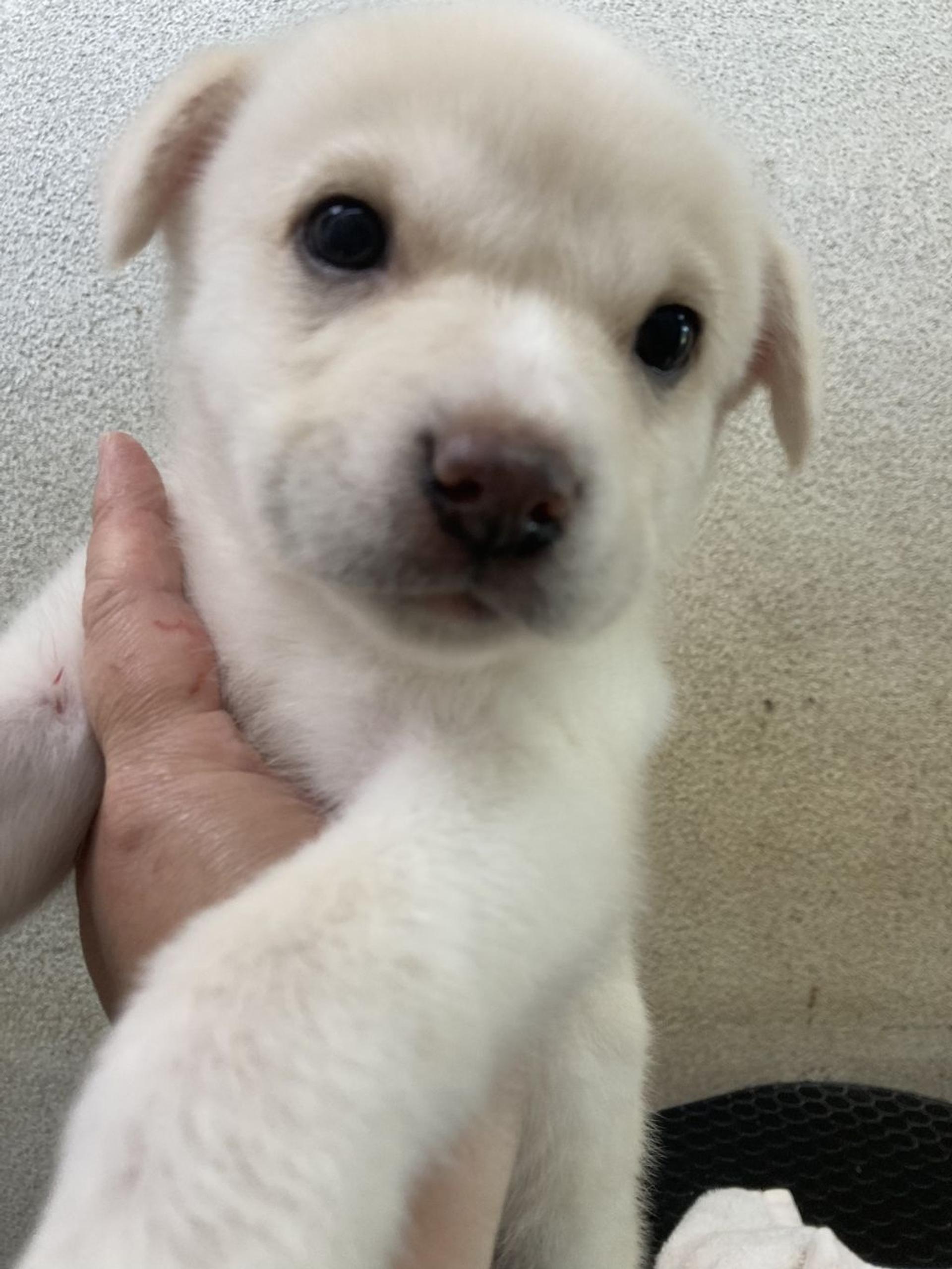 pet-image-2