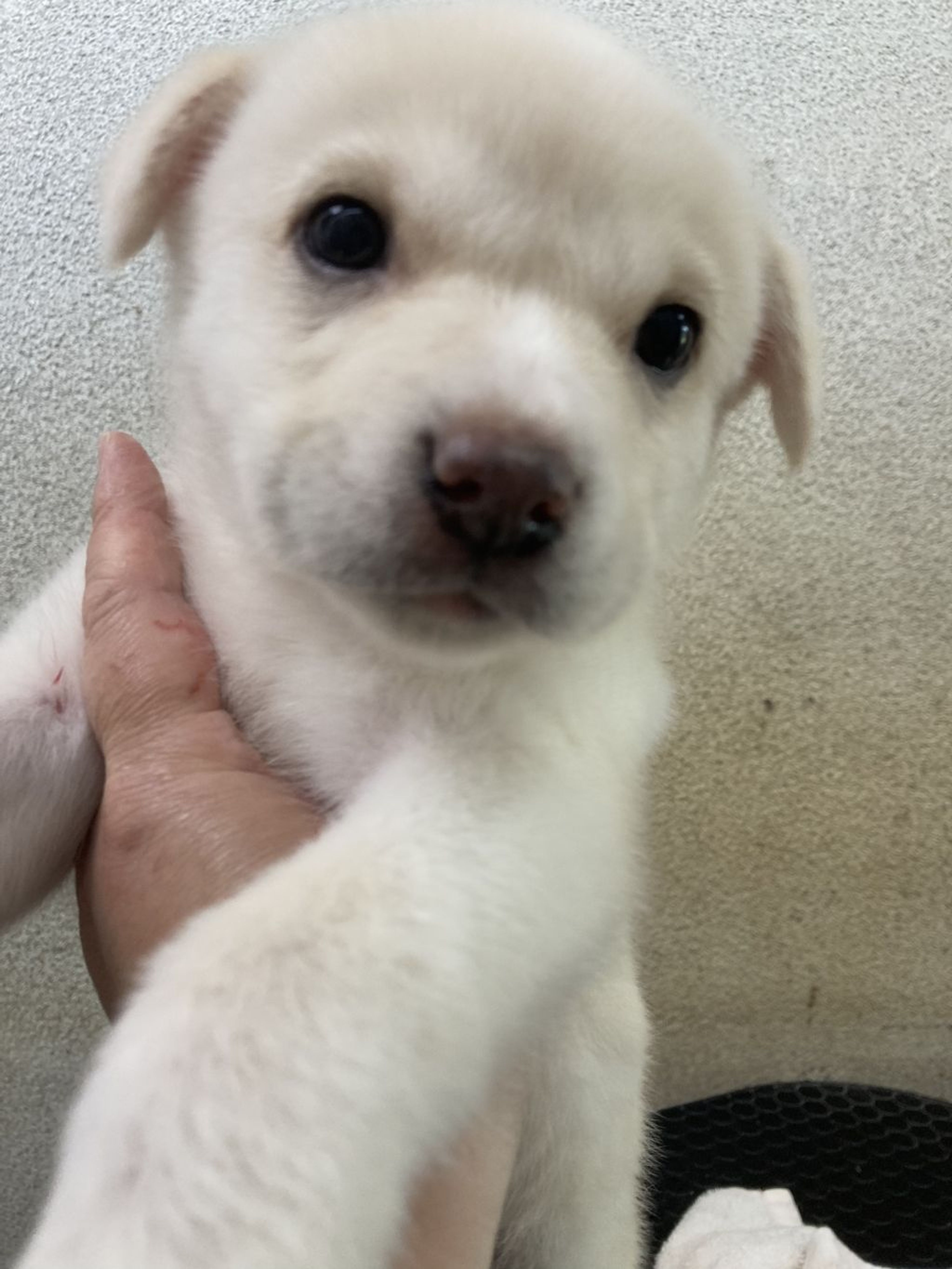 pet-image-2