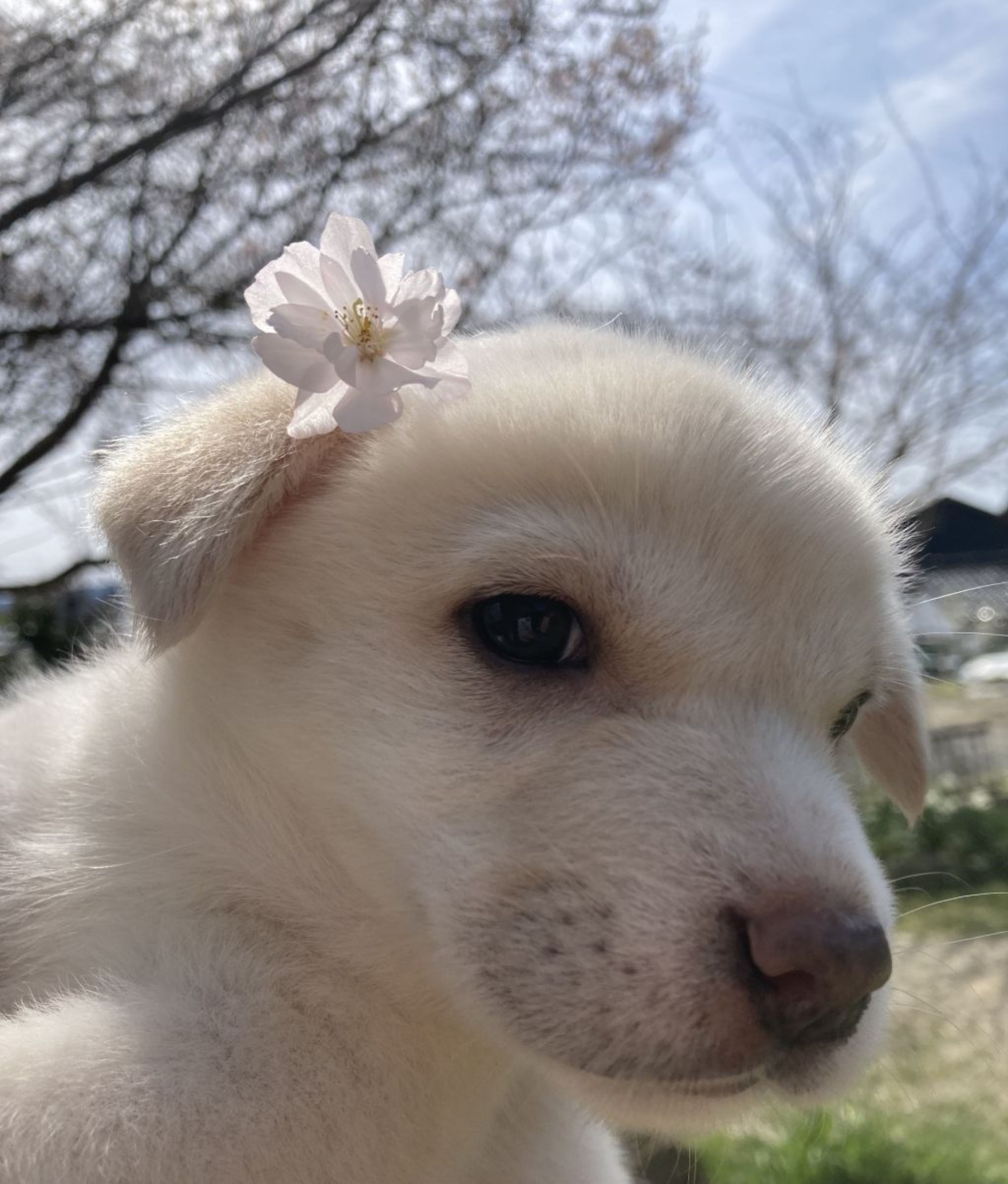 pet-image-3