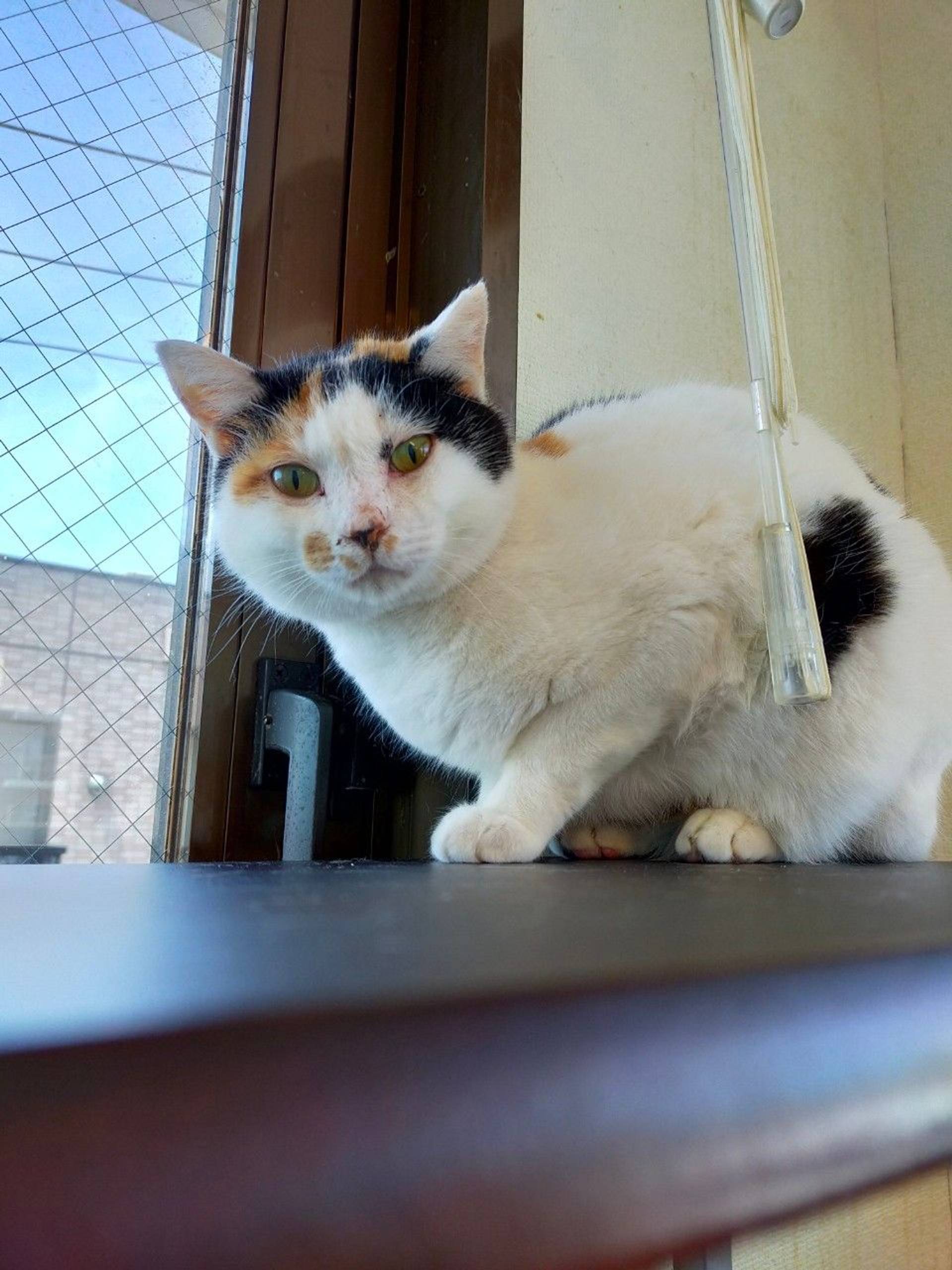 雑種（ミックス猫）・メスの里親募集の写真