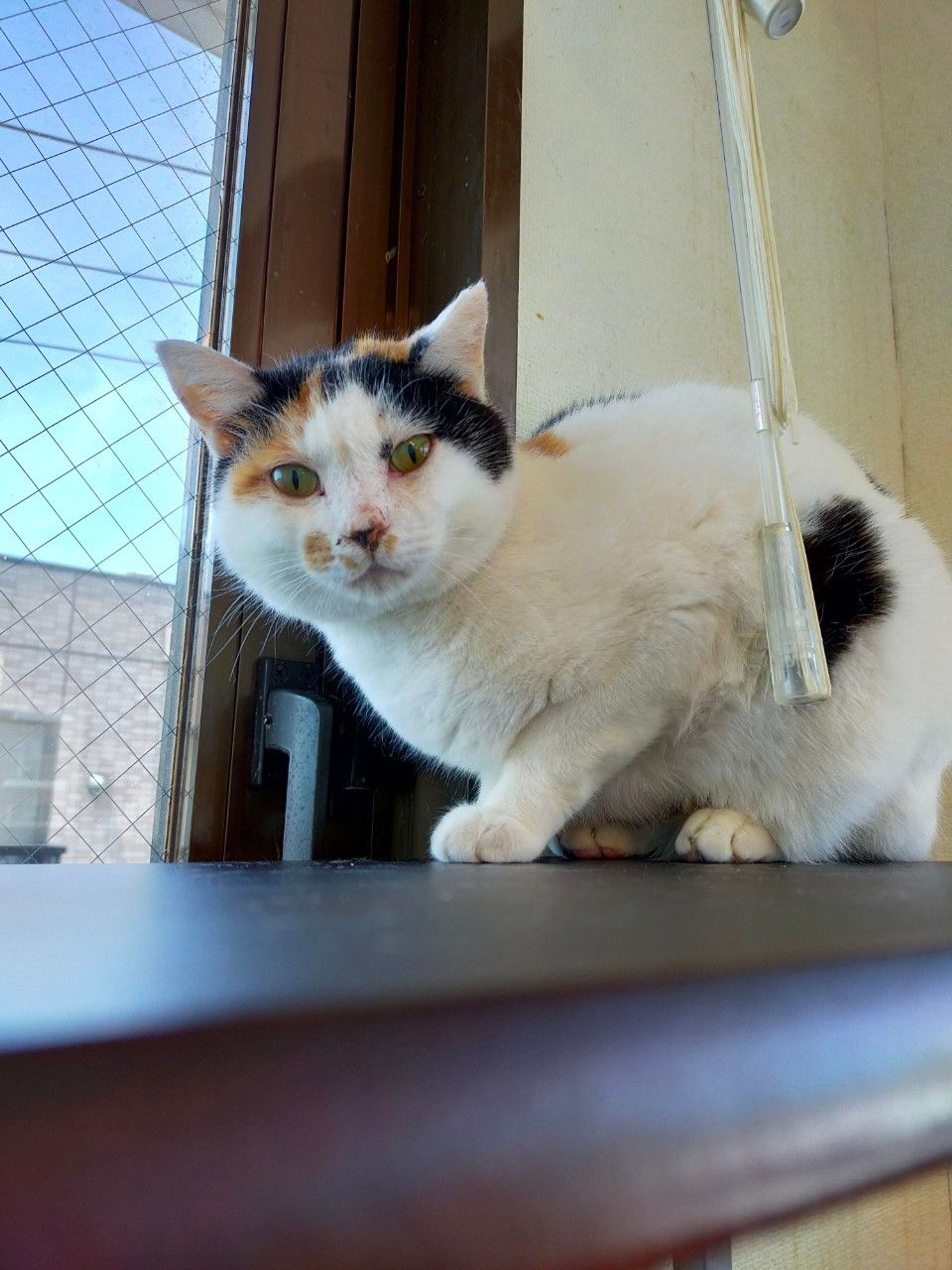 雑種（ミックス猫）・メスの里親募集の写真