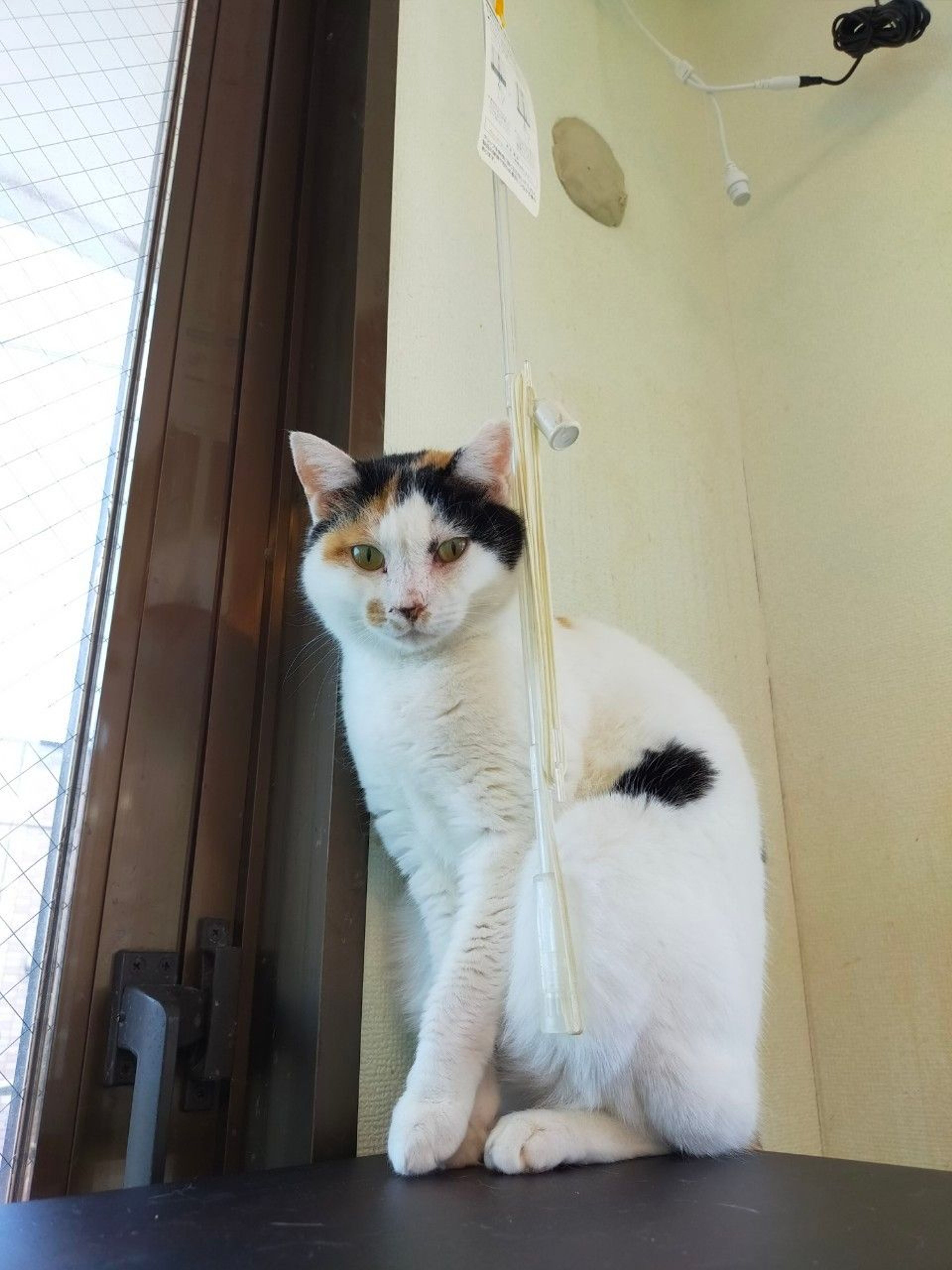pet-image-2