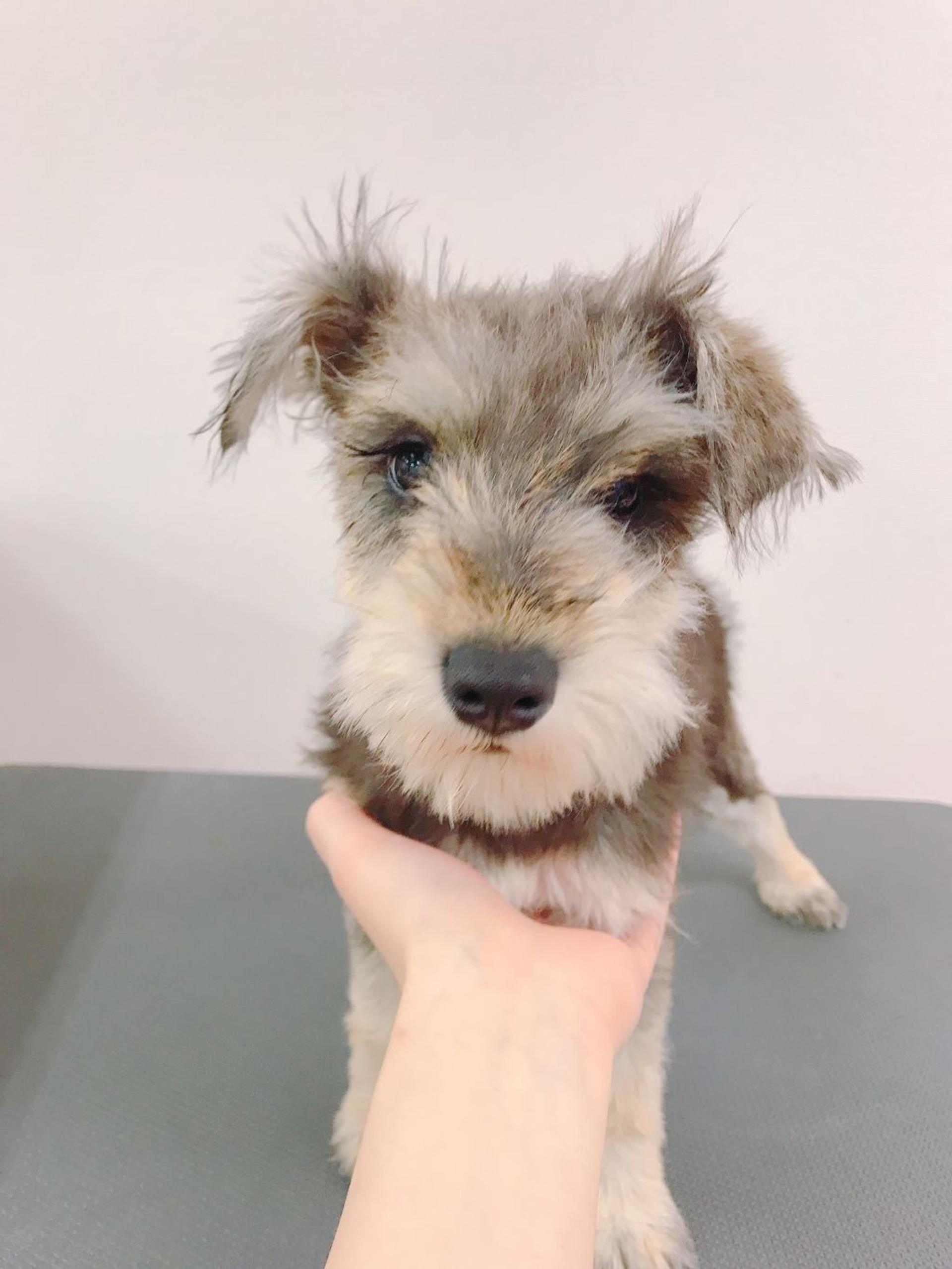 pet-image-2