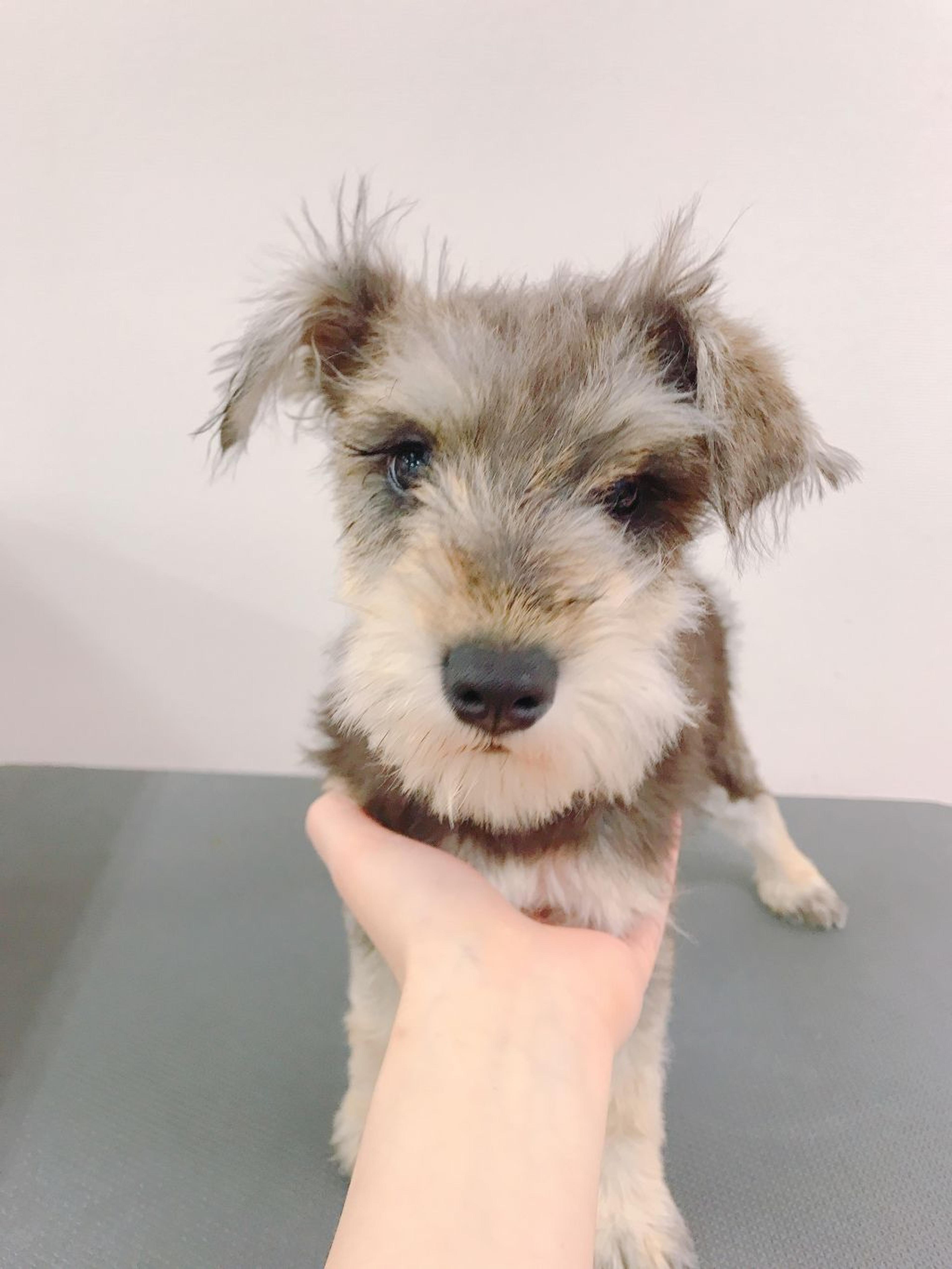 pet-image-2