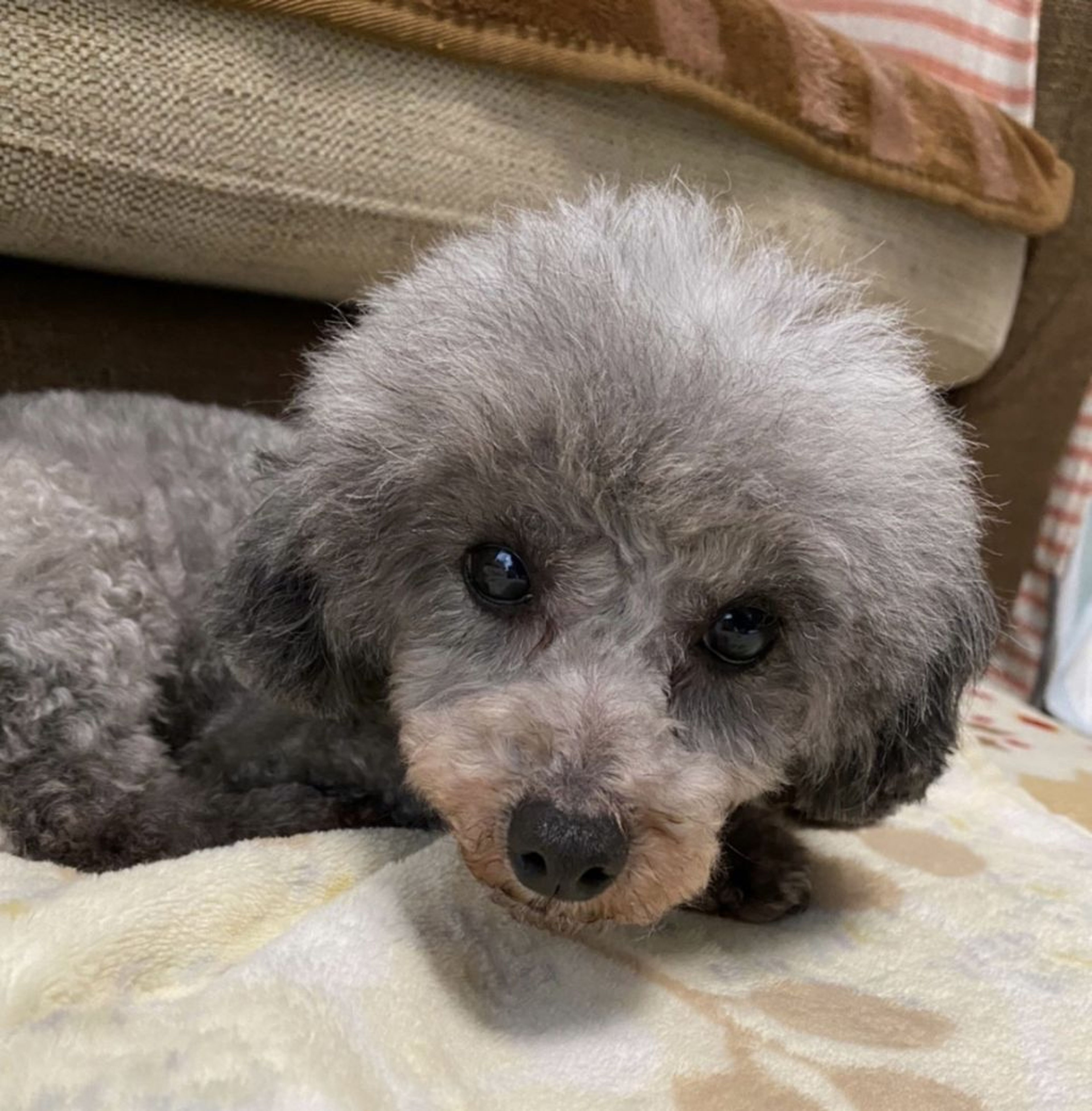pet-image-3