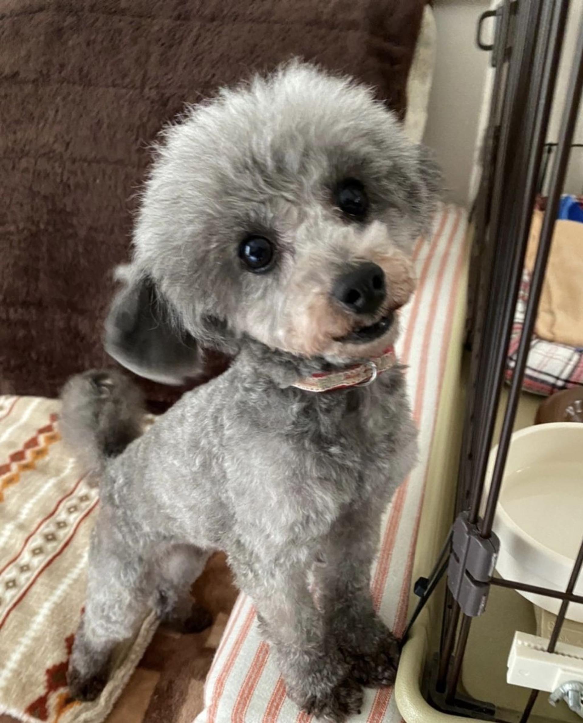 pet-image-4