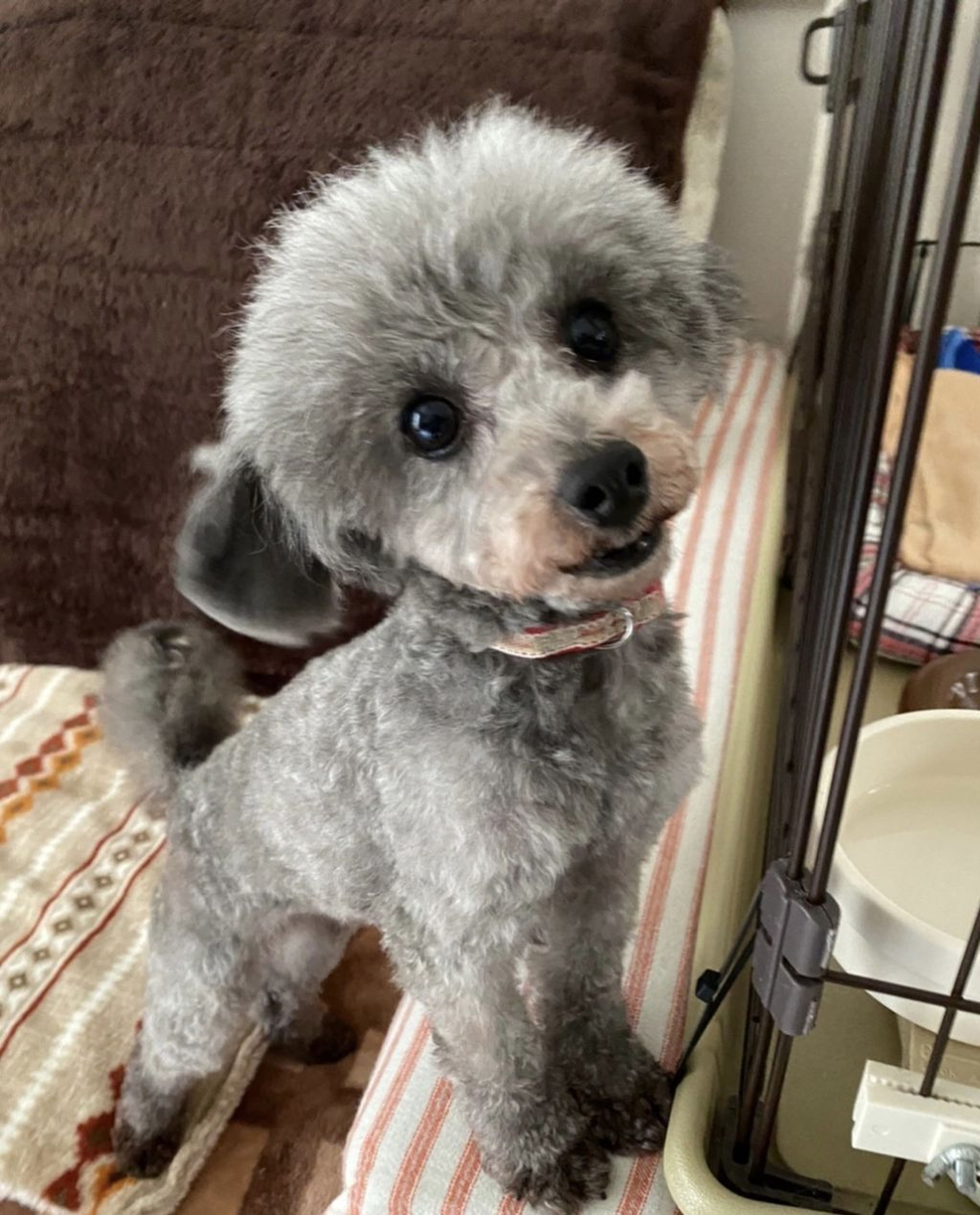 pet-image-4