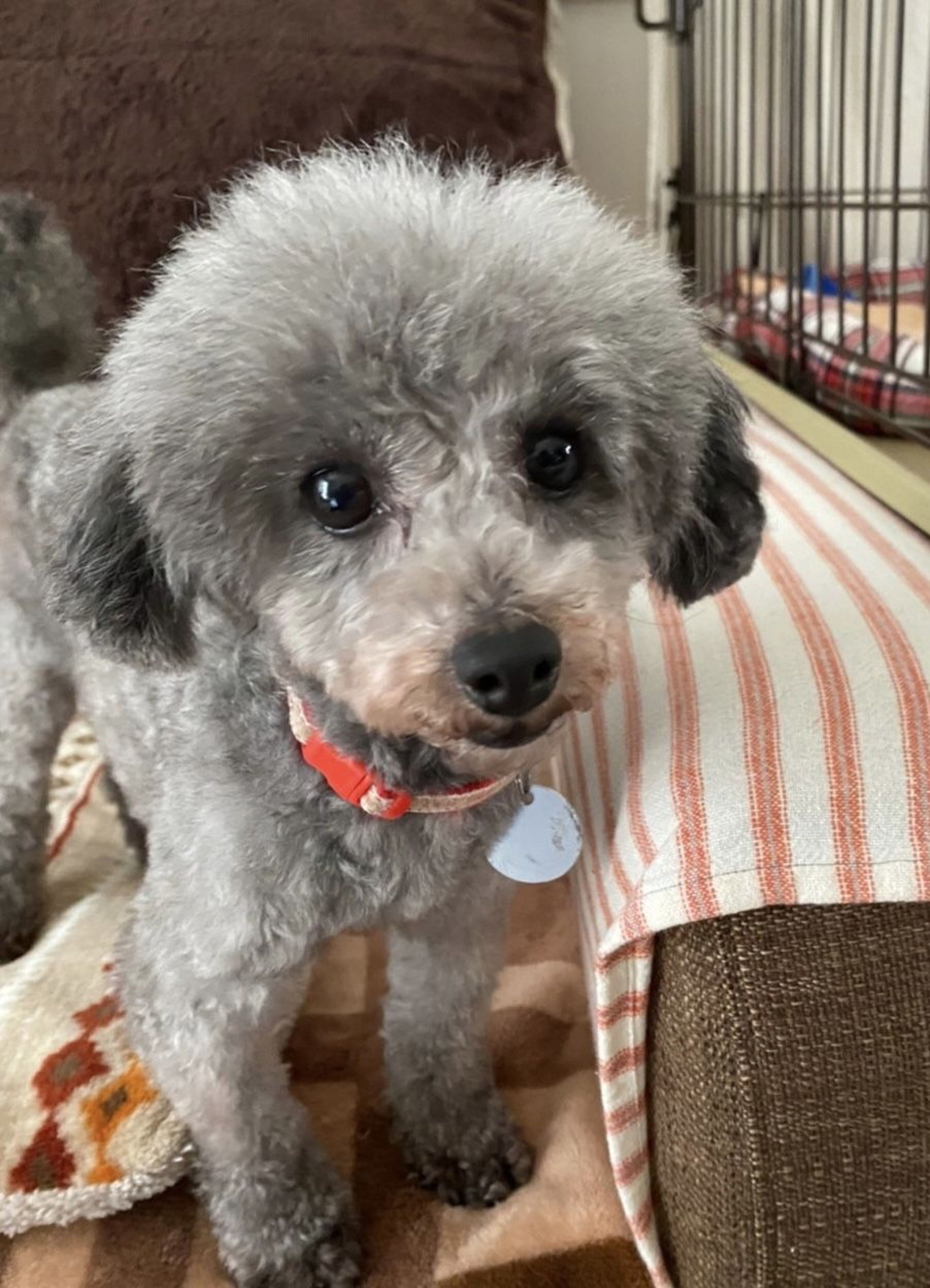 pet-image-5