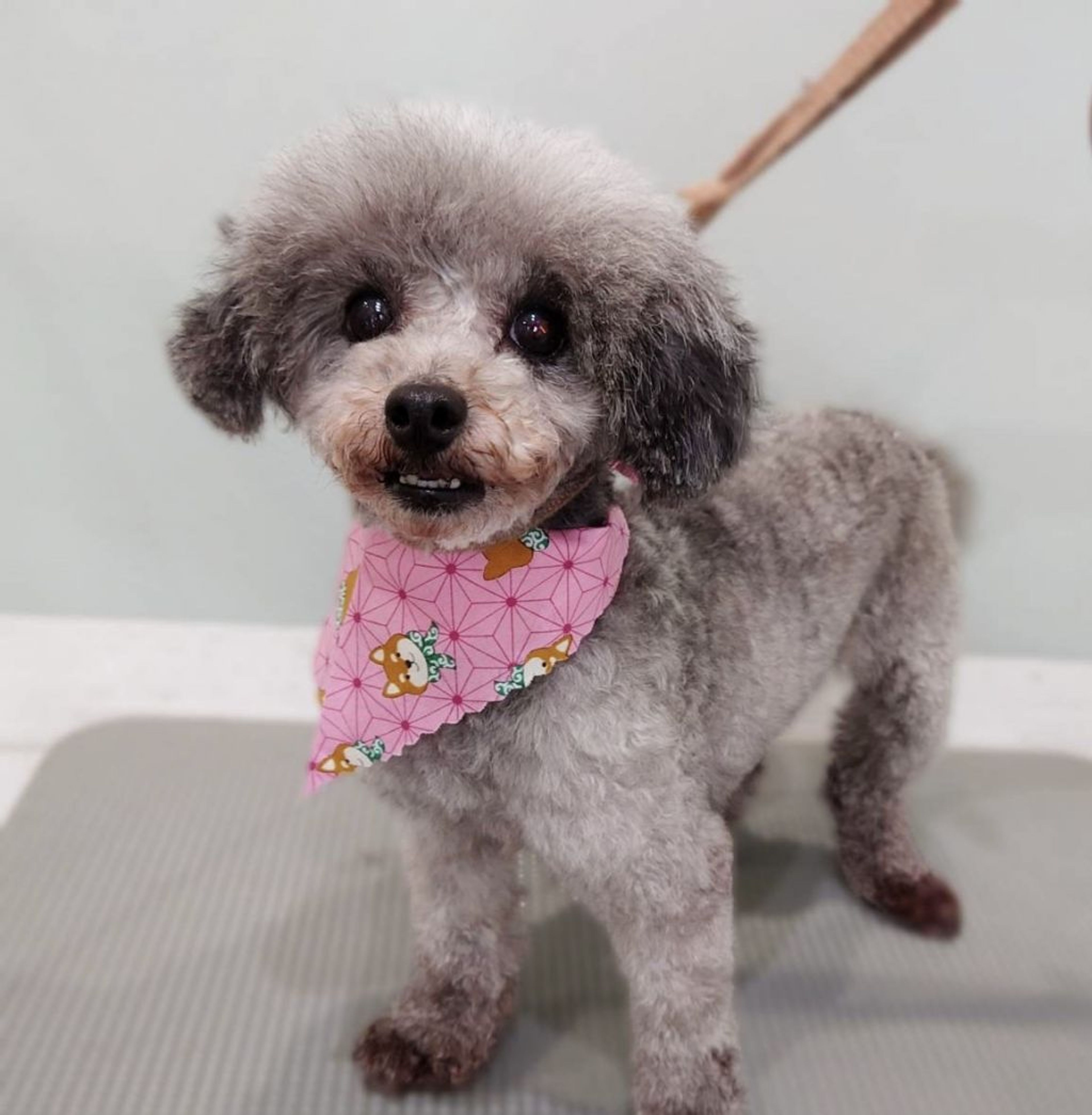 pet-image-6