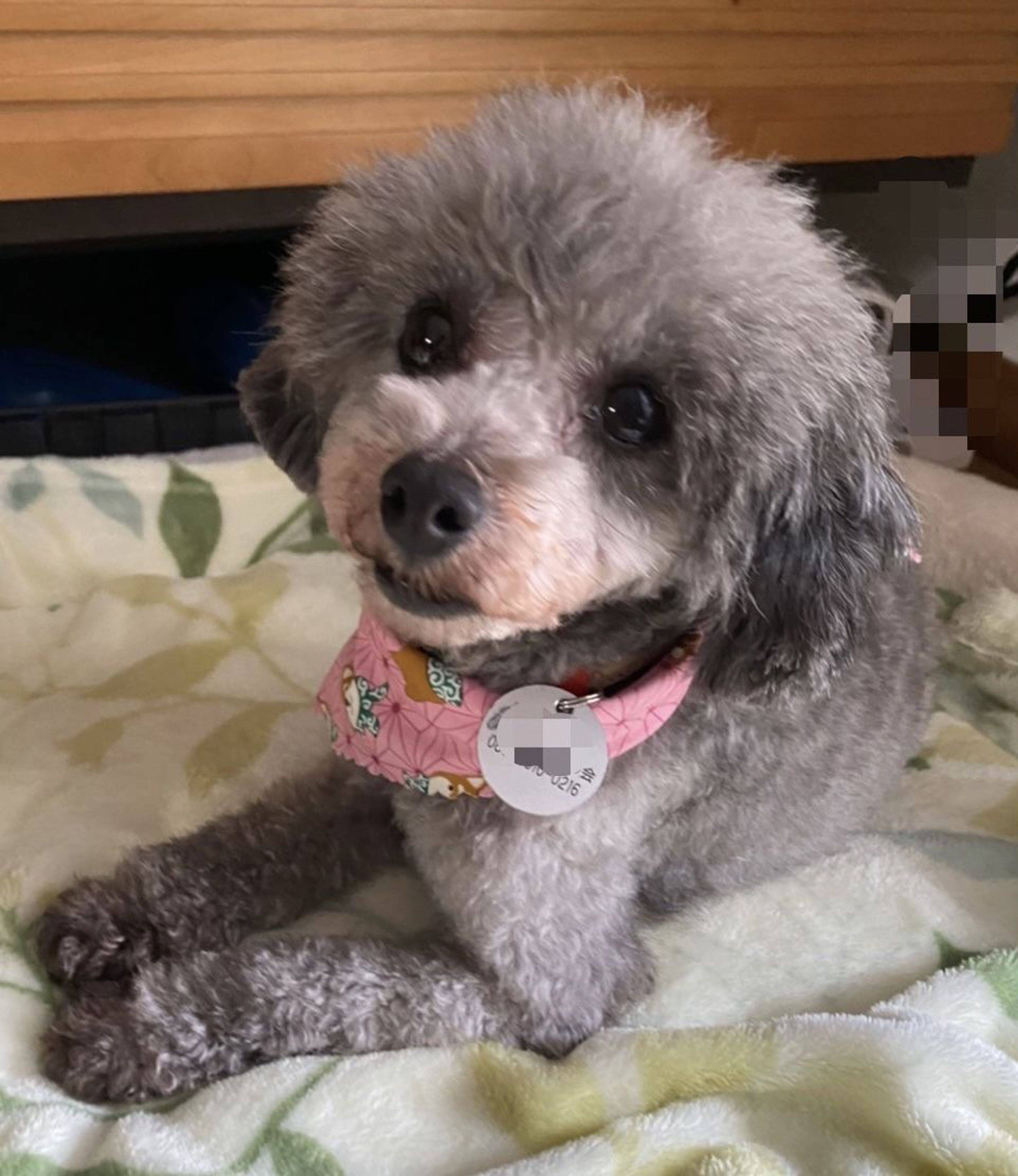 pet-image-7