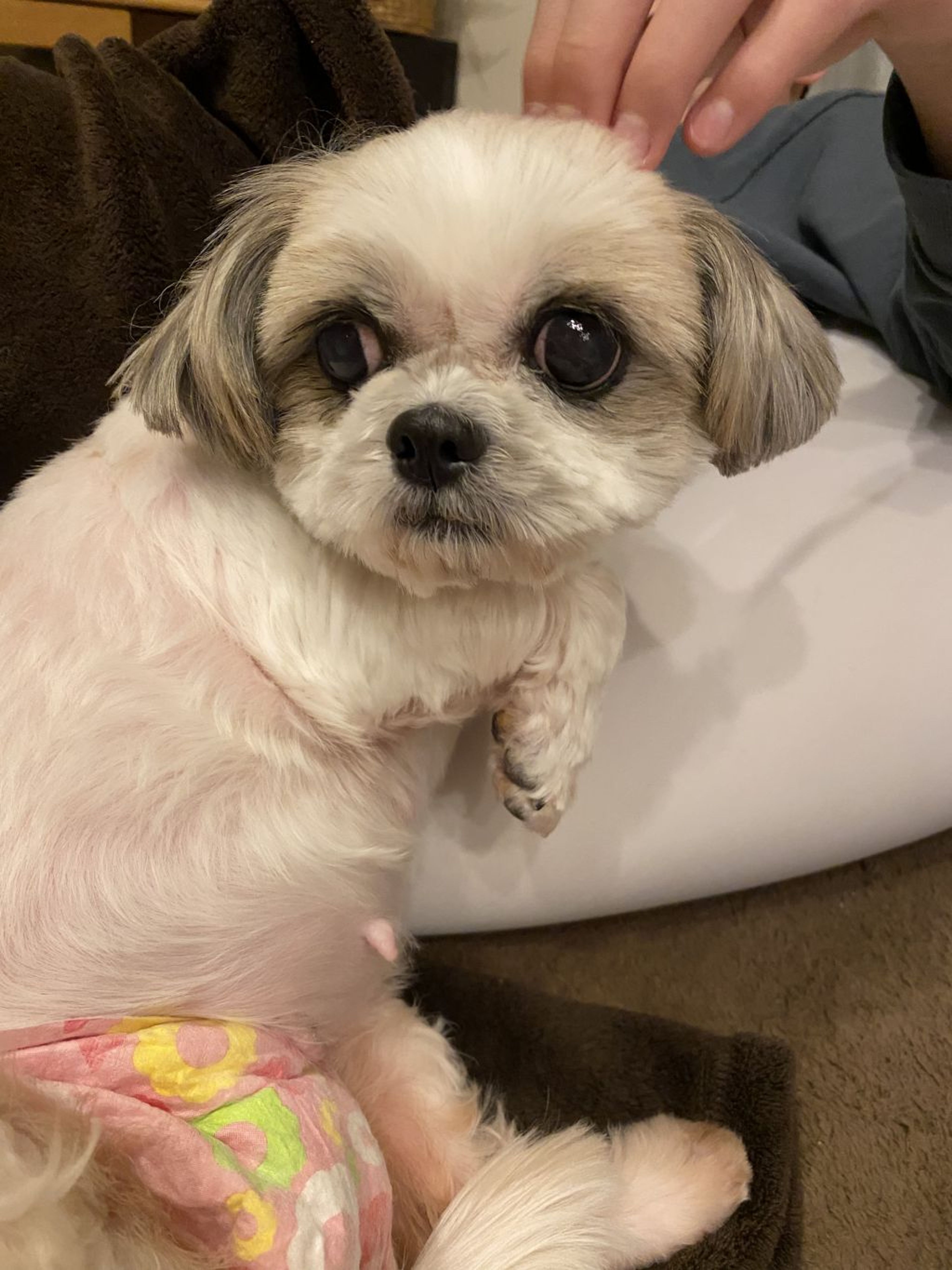 pet-image-3