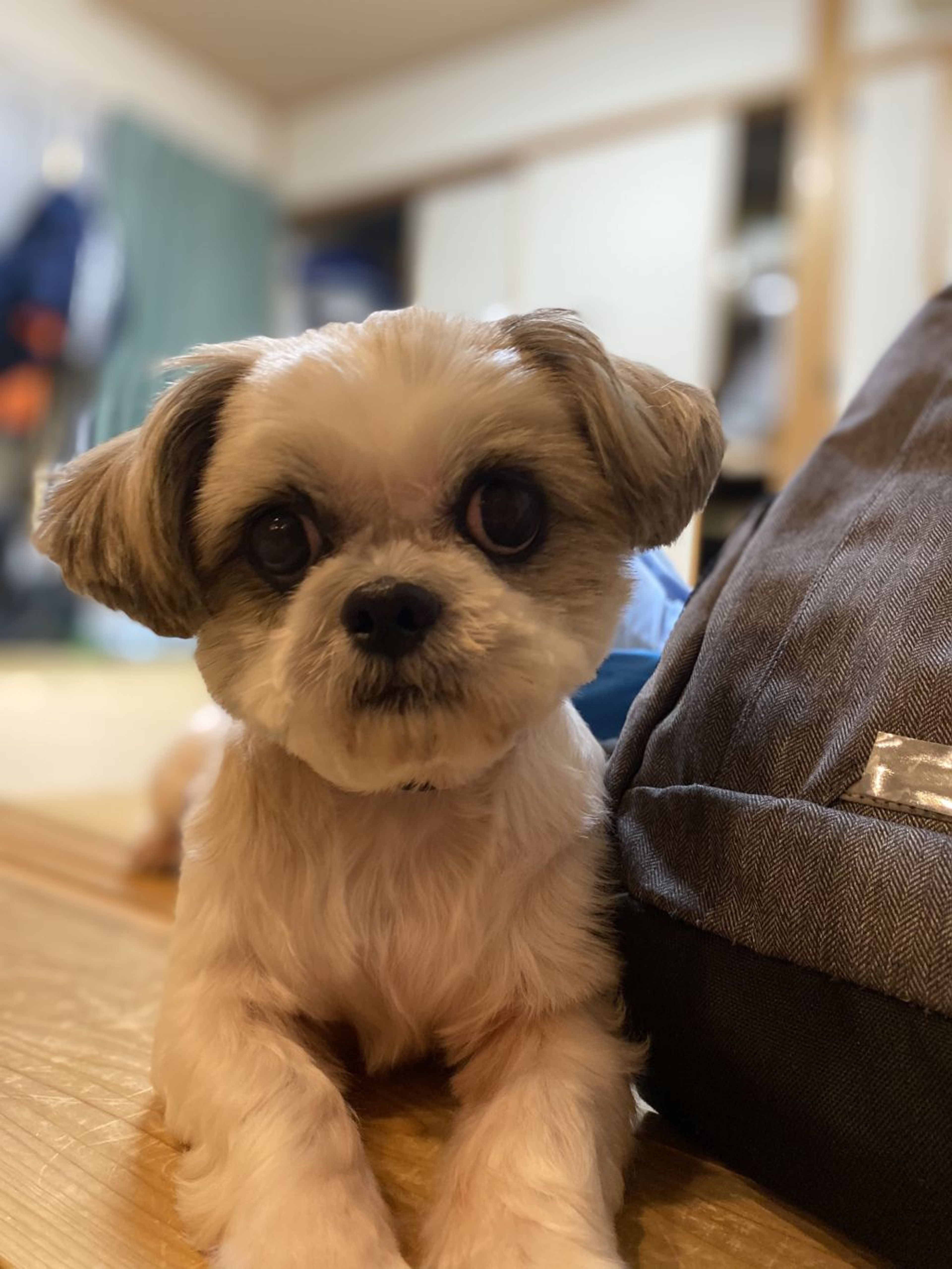 pet-image-4
