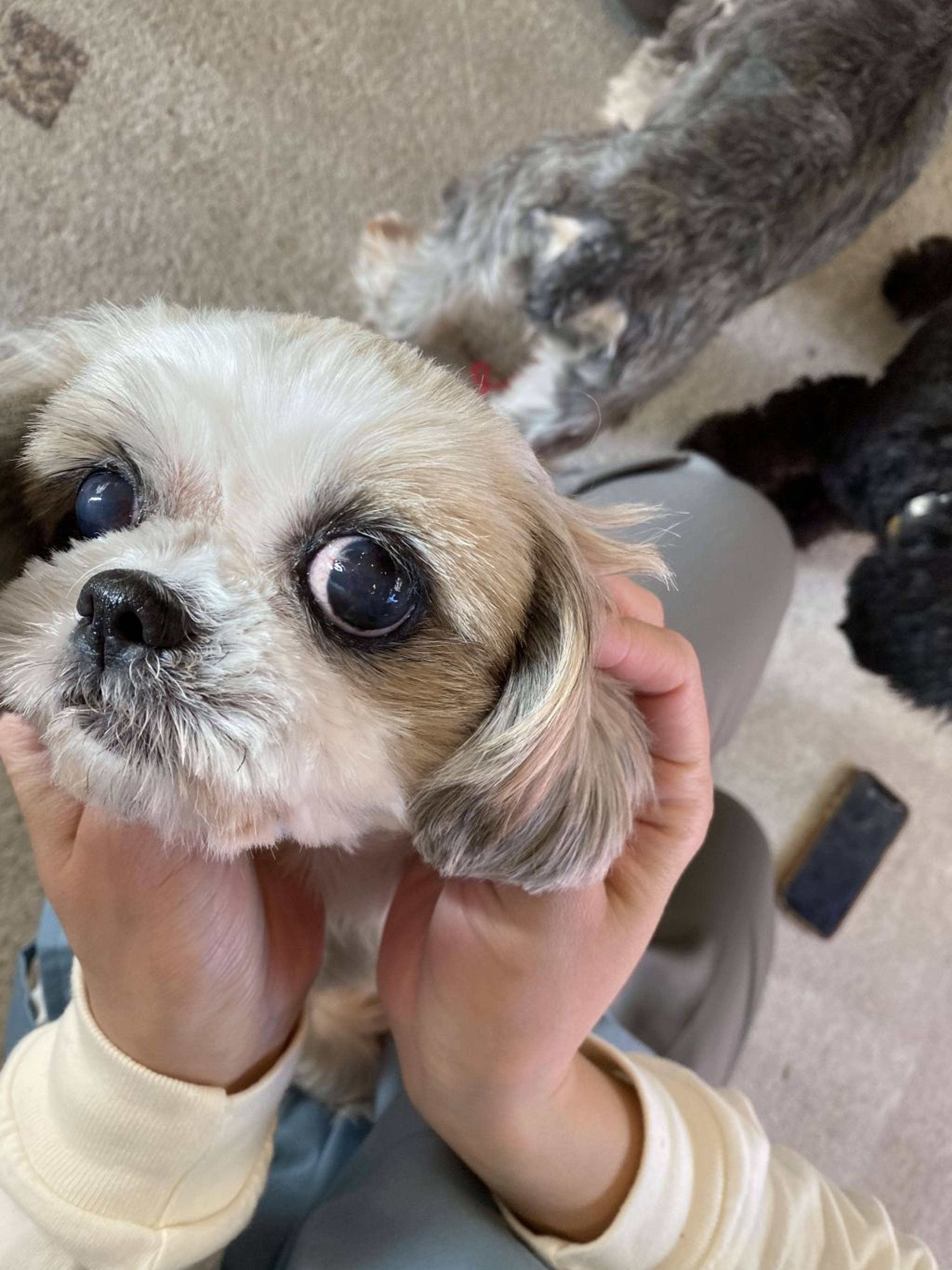 pet-image-5