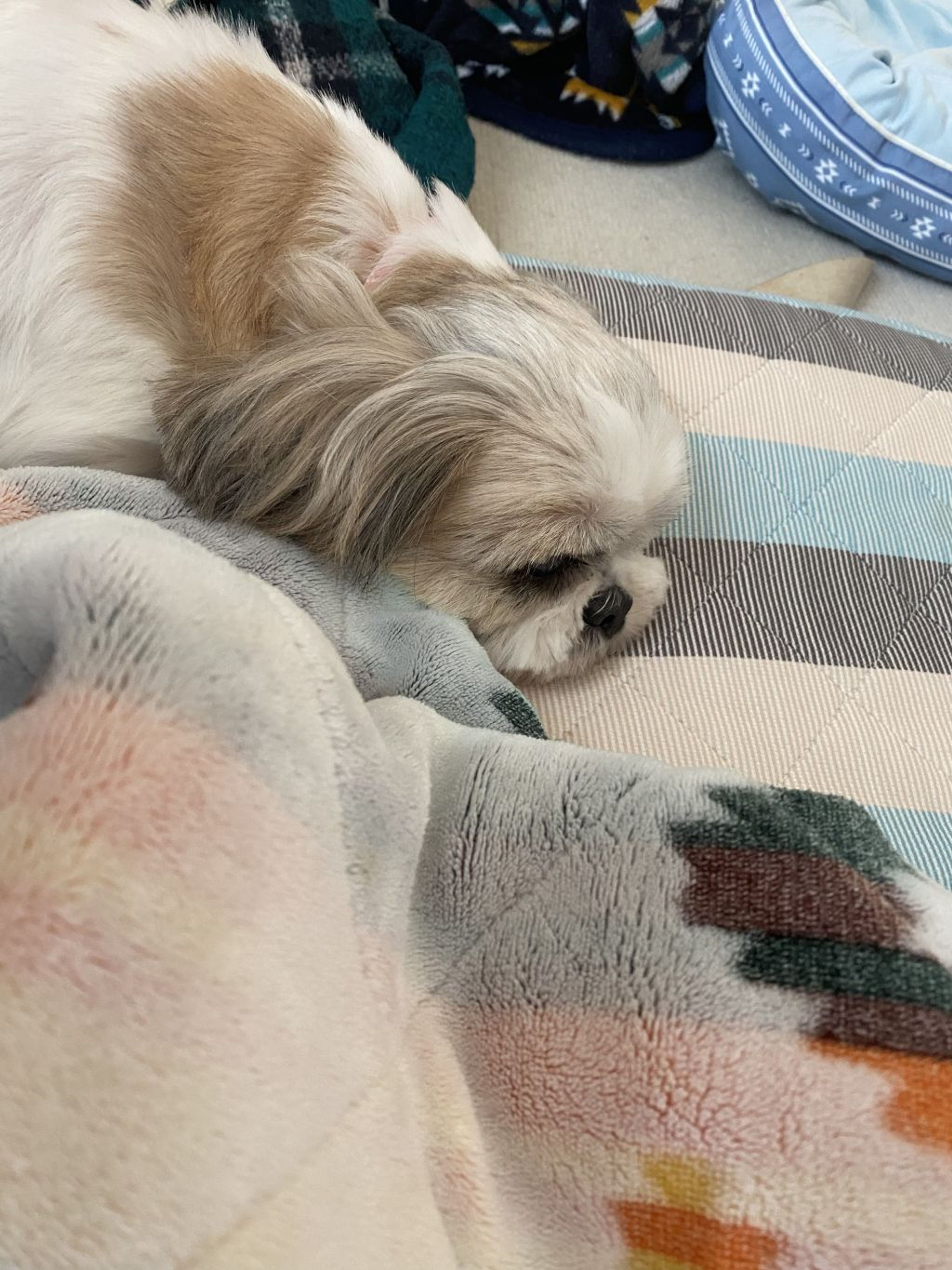 pet-image-6