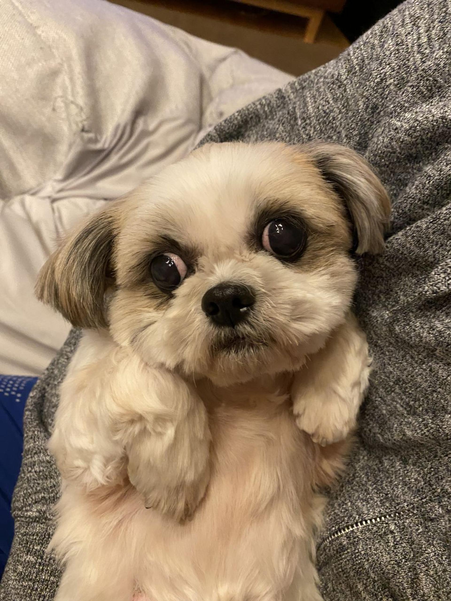pet-image-8