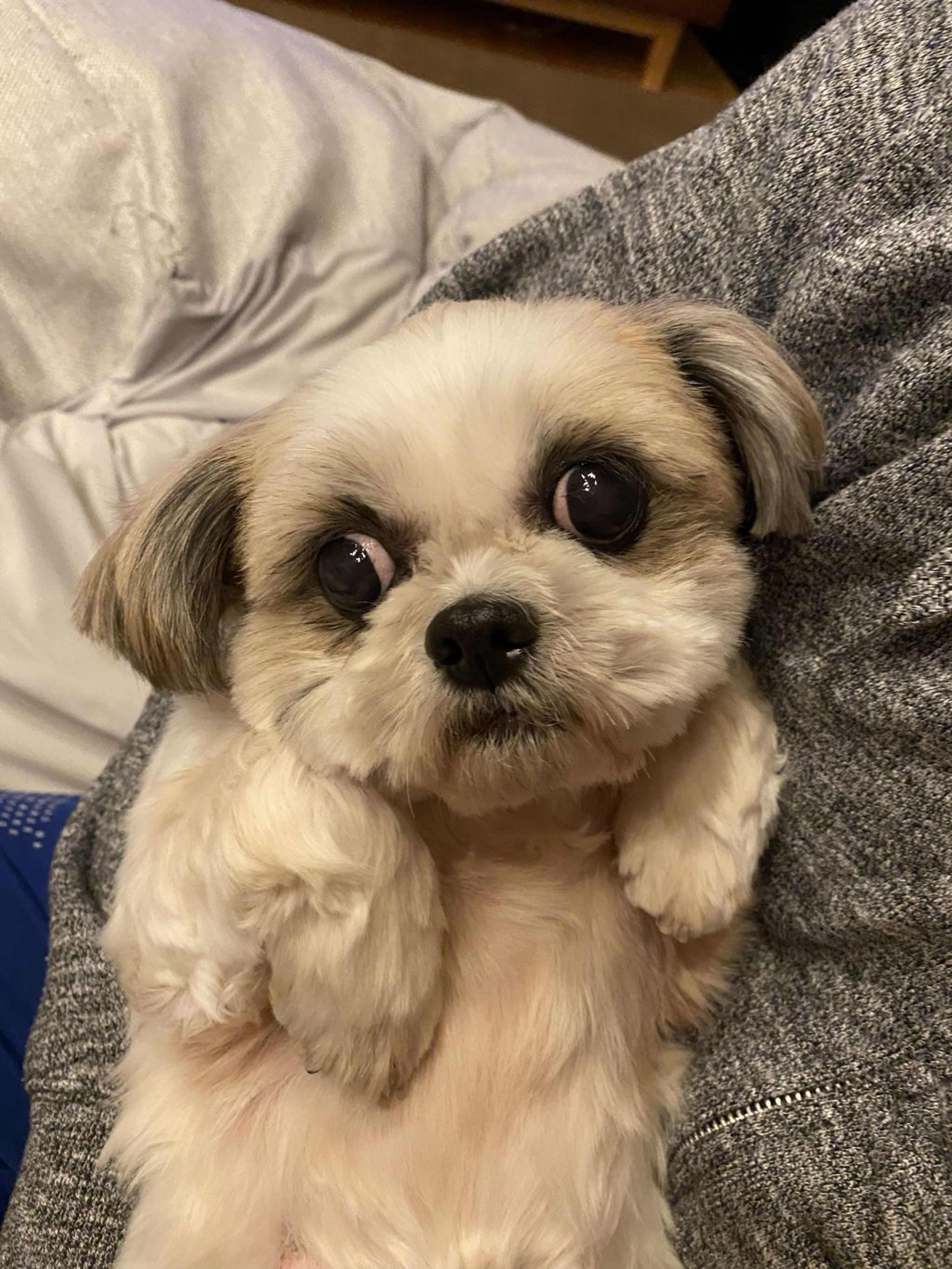 pet-image-8
