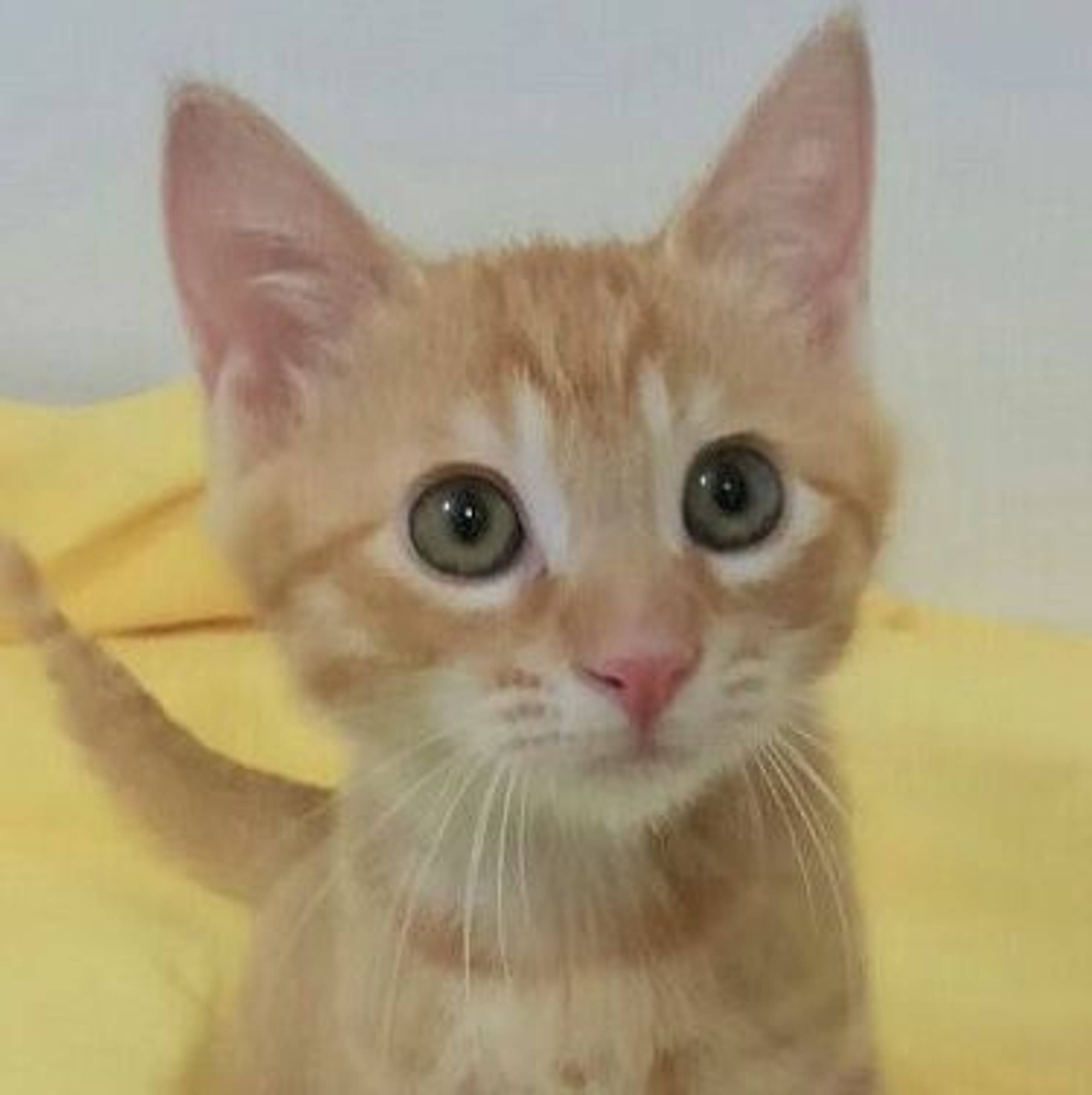 雑種（ミックス猫）・オスの里親募集の写真