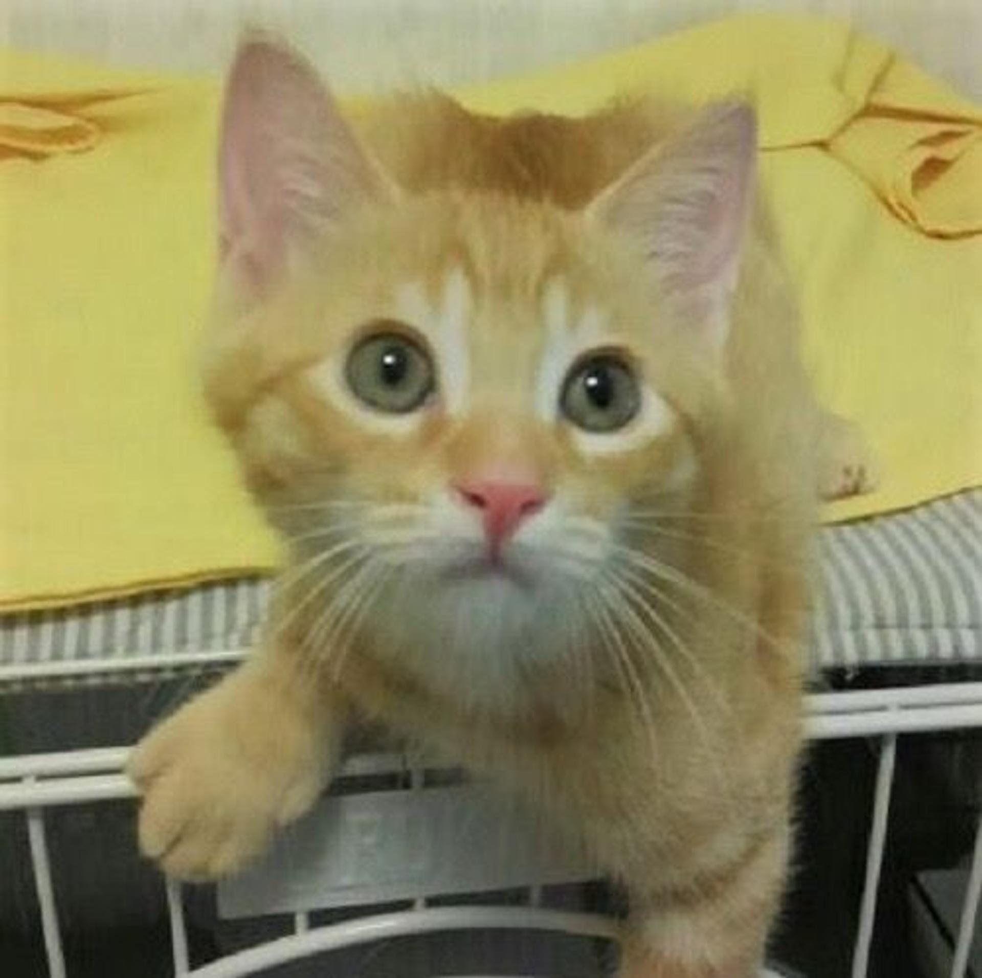 pet-image-2