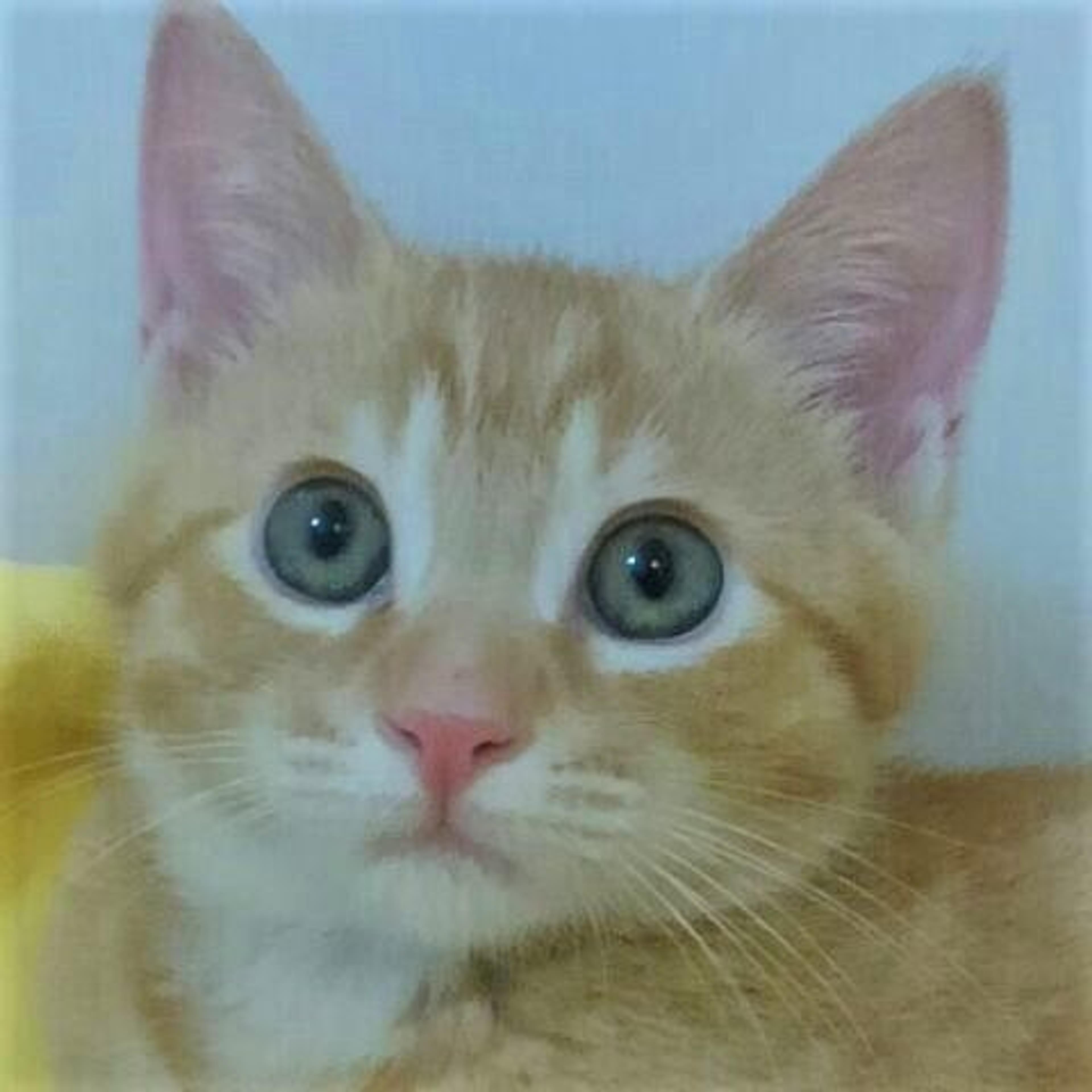 pet-image-3