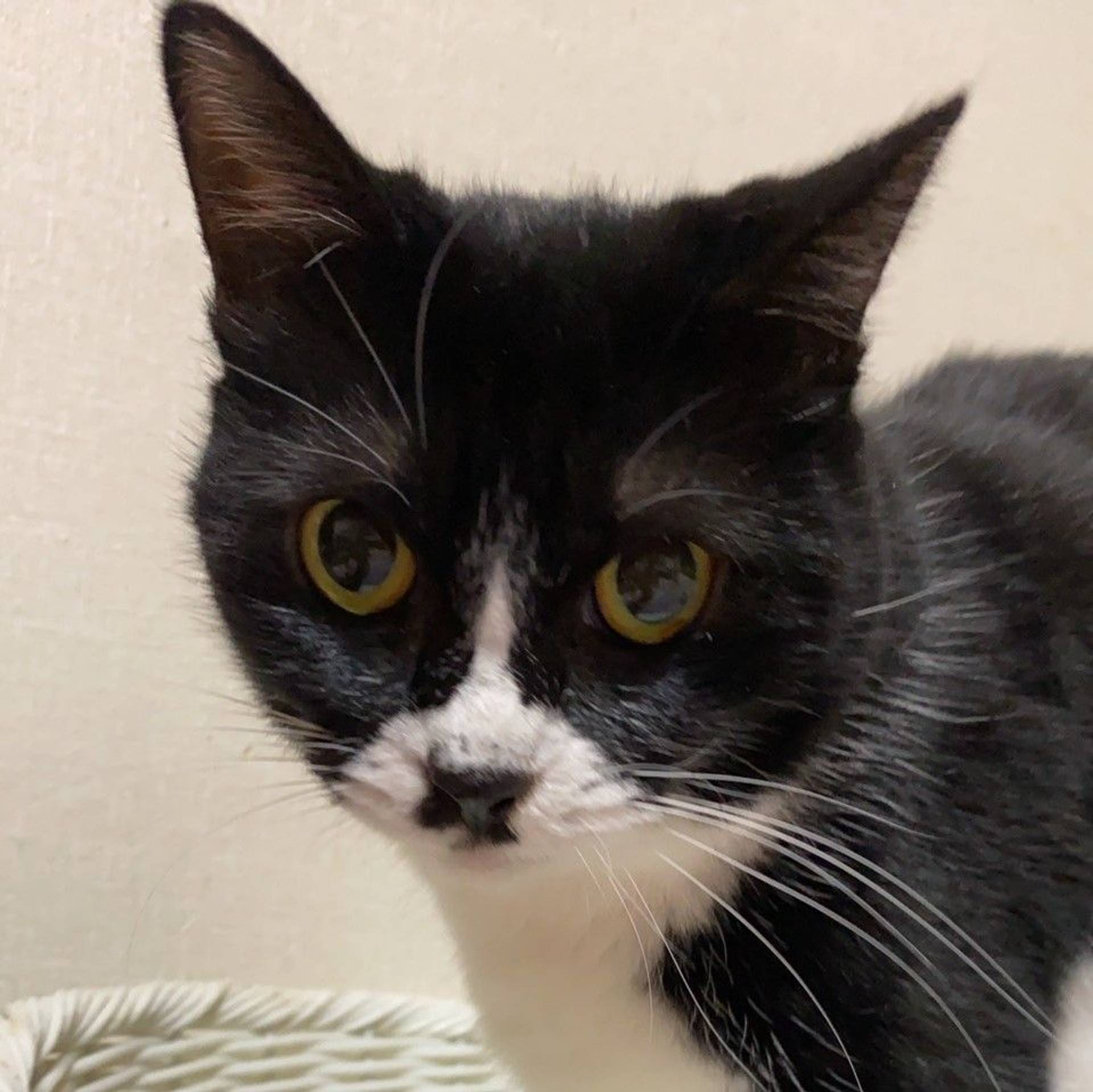 雑種（ミックス猫）・メスの里親募集の写真