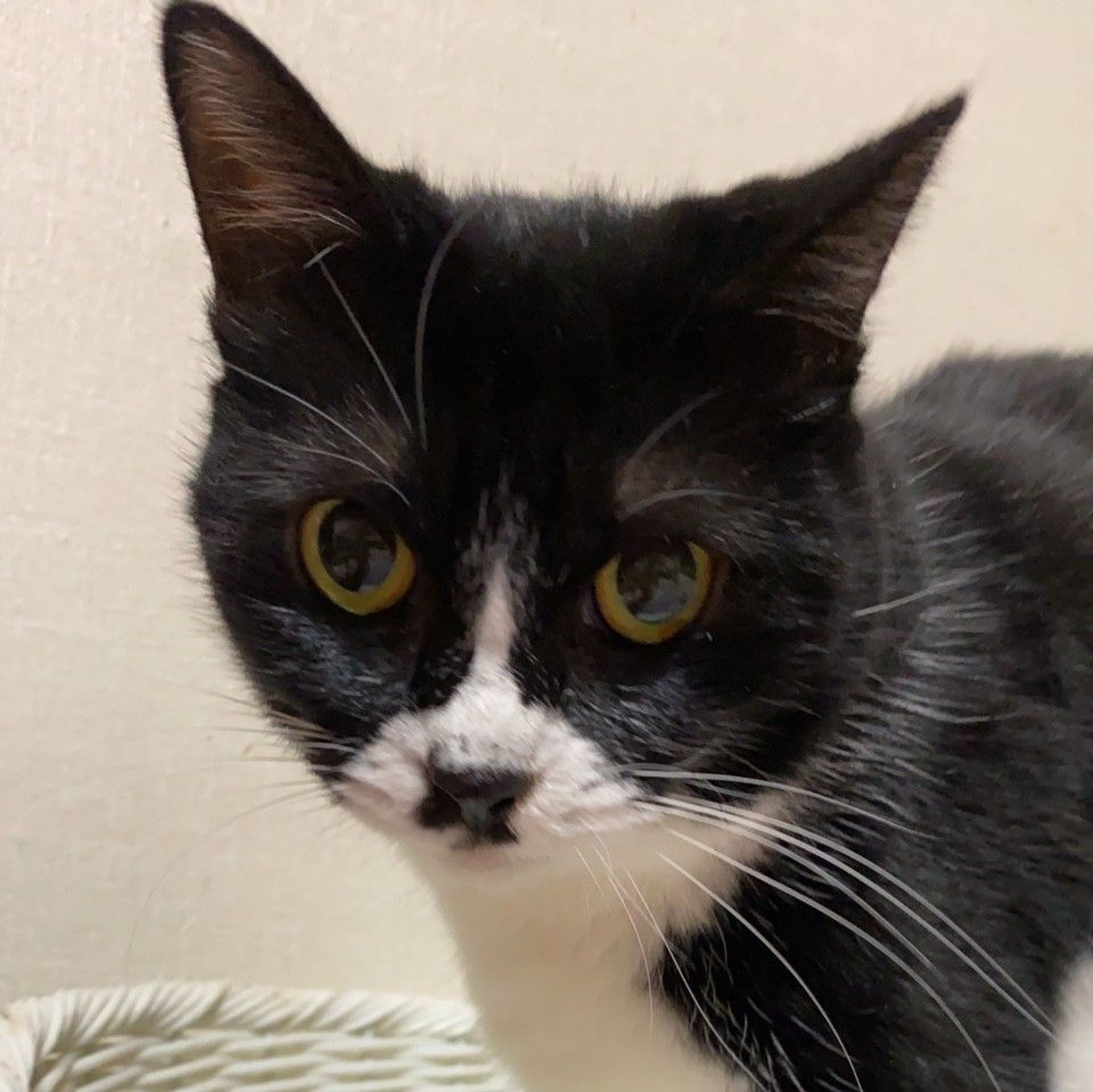雑種（ミックス猫）・メスの里親募集の写真